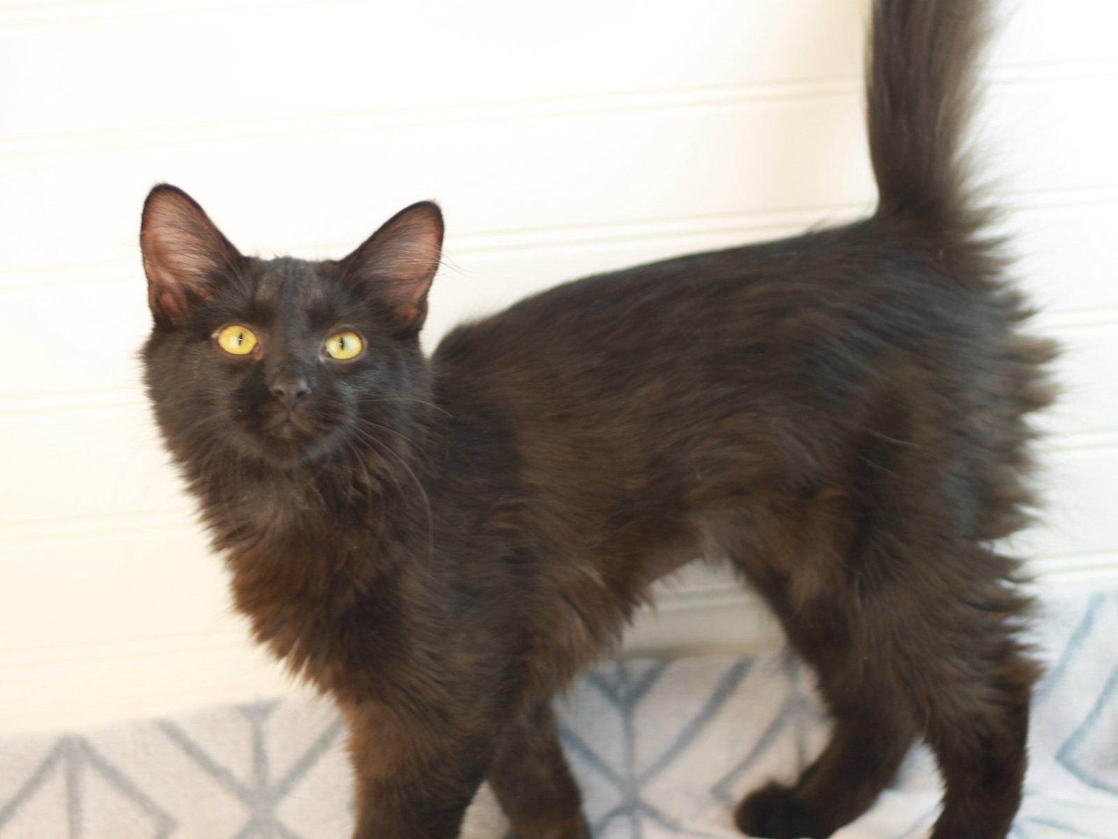 Morticia, a Adoptable Domestic Long Hair in Cookeville, TN image 1/3