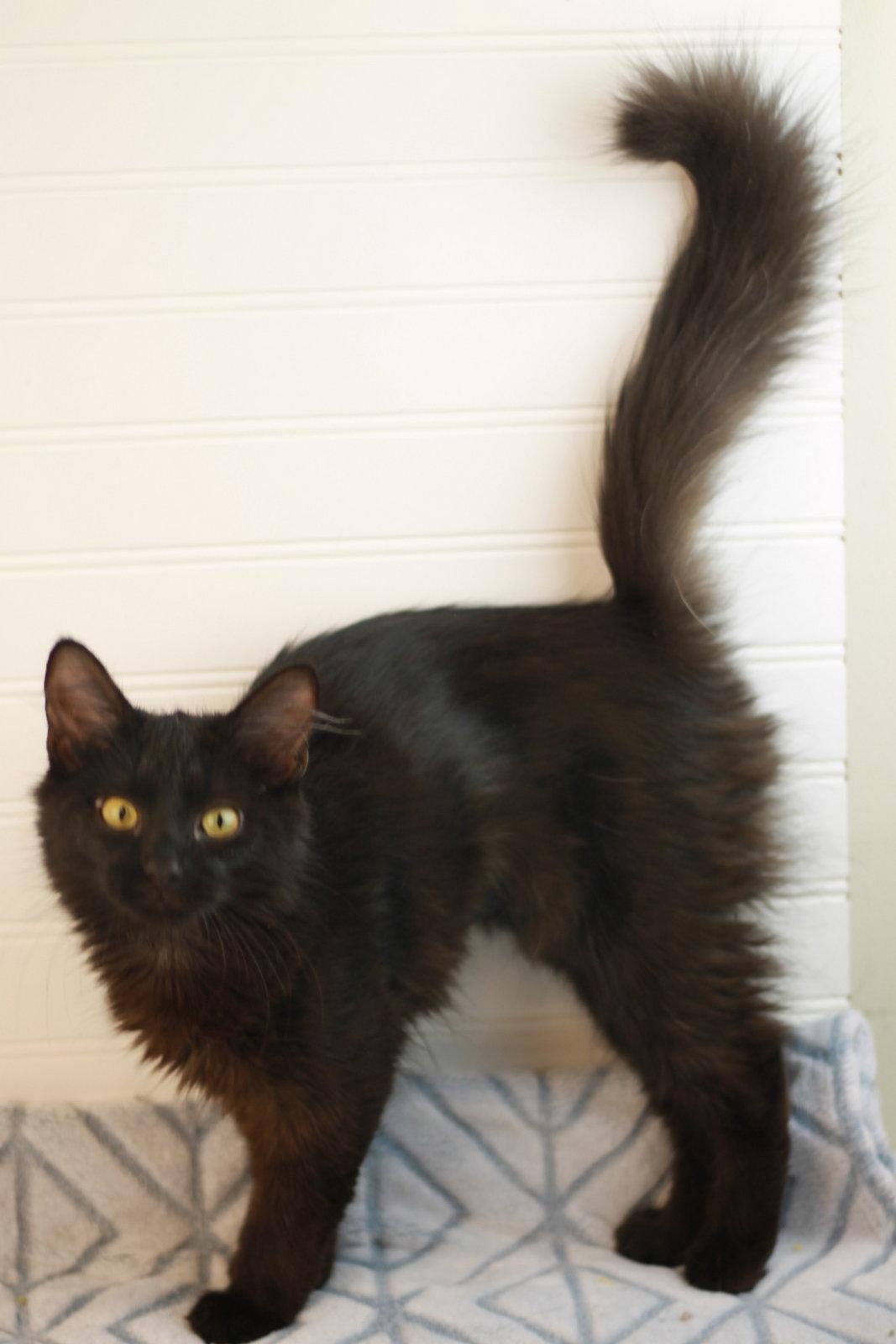 Morticia, a Adoptable Domestic Long Hair in Cookeville, TN image 2/3