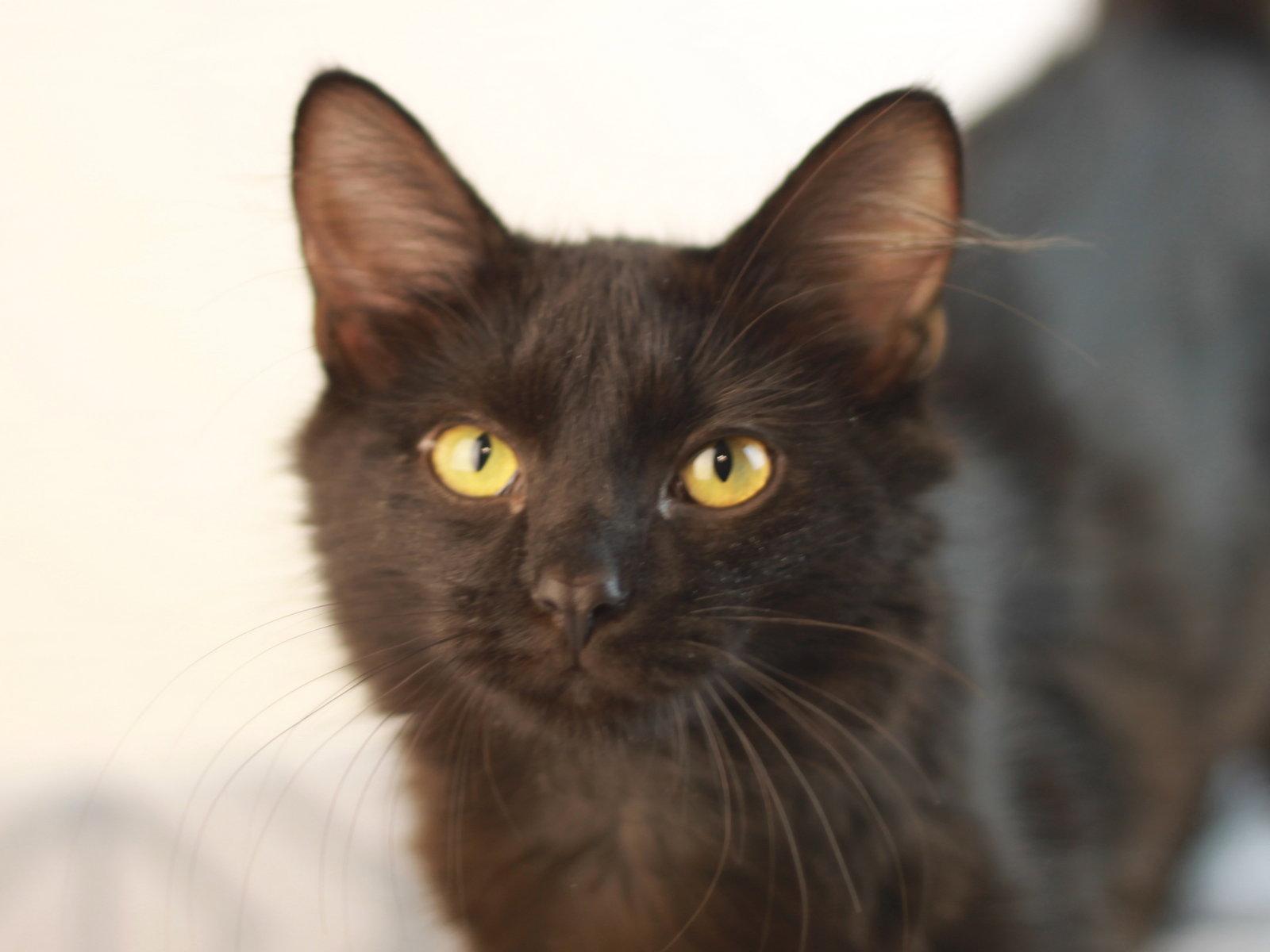 Morticia, a Adoptable Domestic Long Hair in Cookeville, TN image 3/3