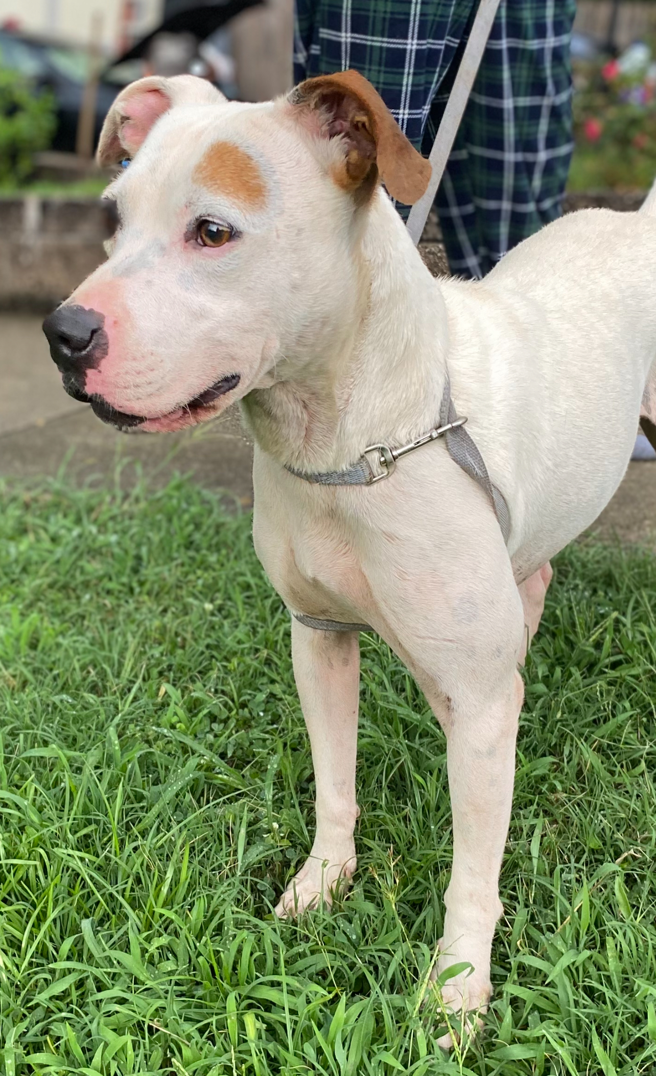 Ace, a Adopted Pit Bull Terrier in Calera, AL image 2/3