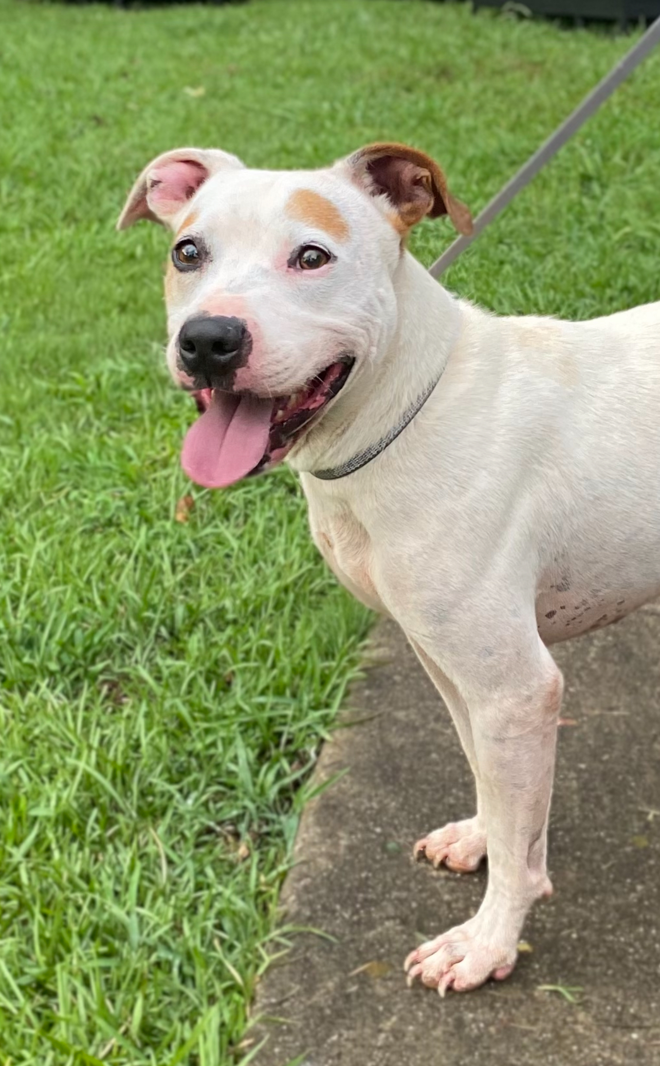 Ace, Adopted, Adult Male Pit Bull Terrier.