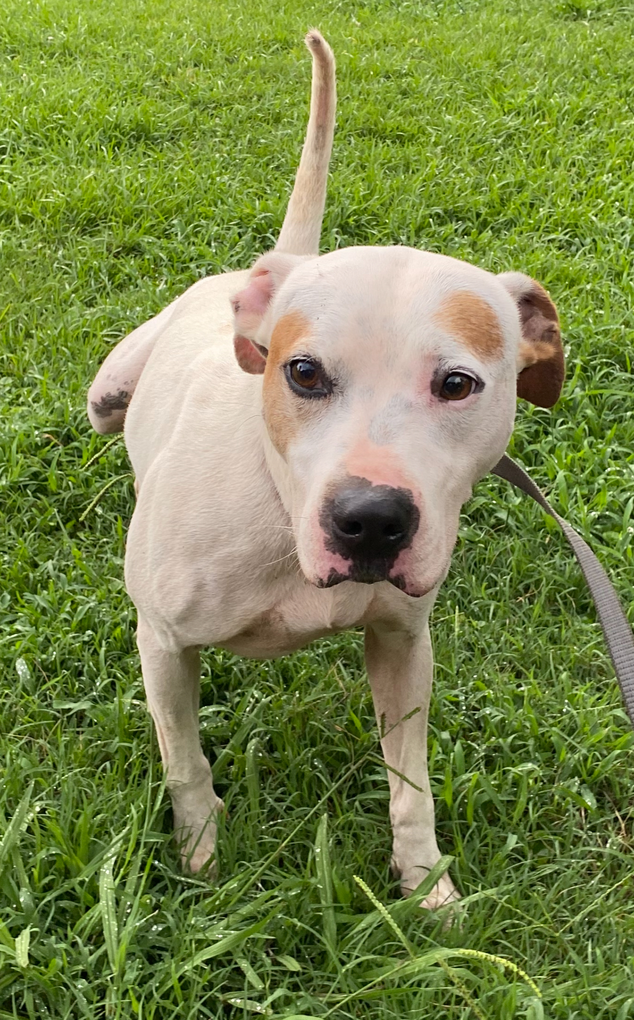 Ace, a Adopted Pit Bull Terrier in Calera, AL image 3/3