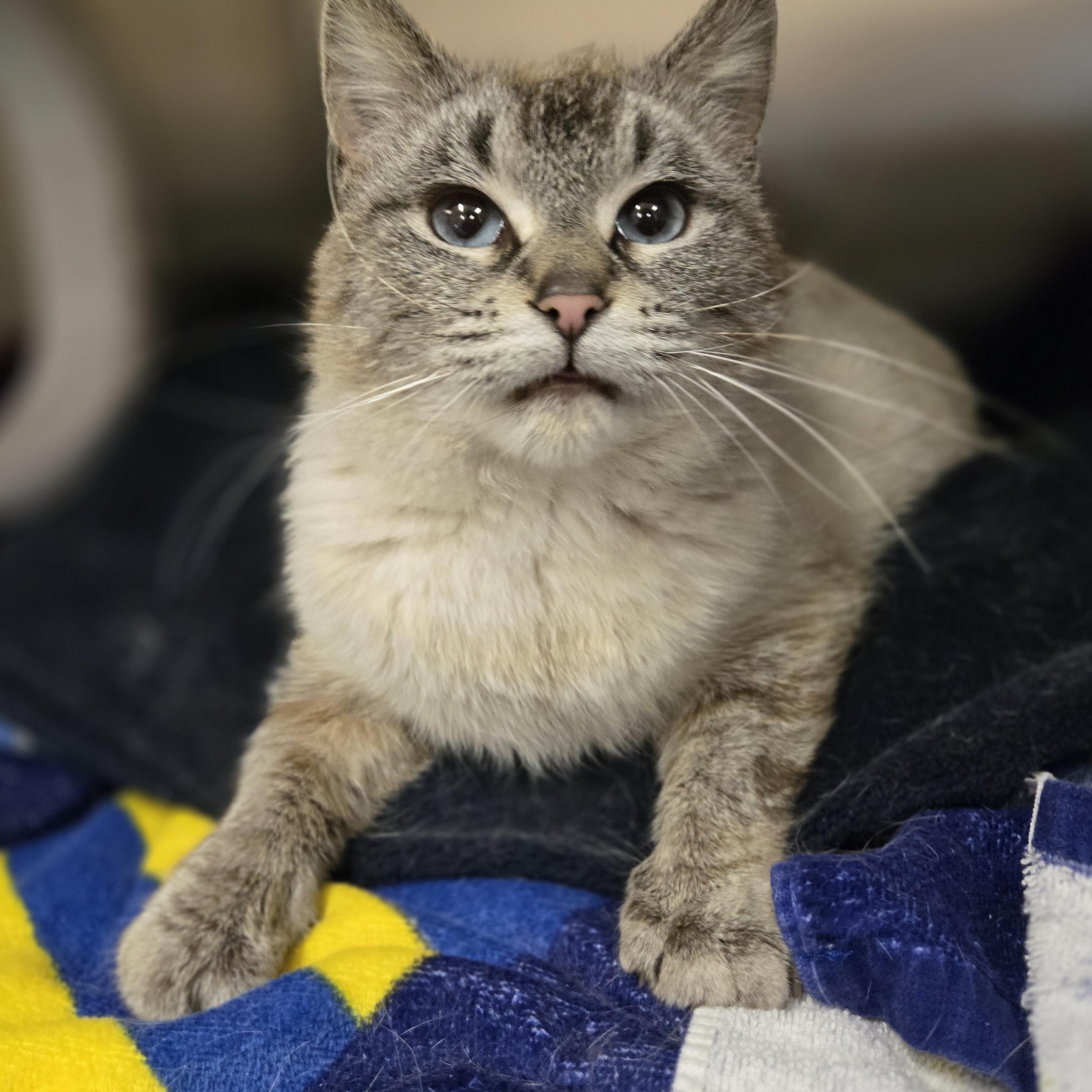 Enlarge Sapphire, an adopted mixed breed in Bowmanville, ON image 1/3