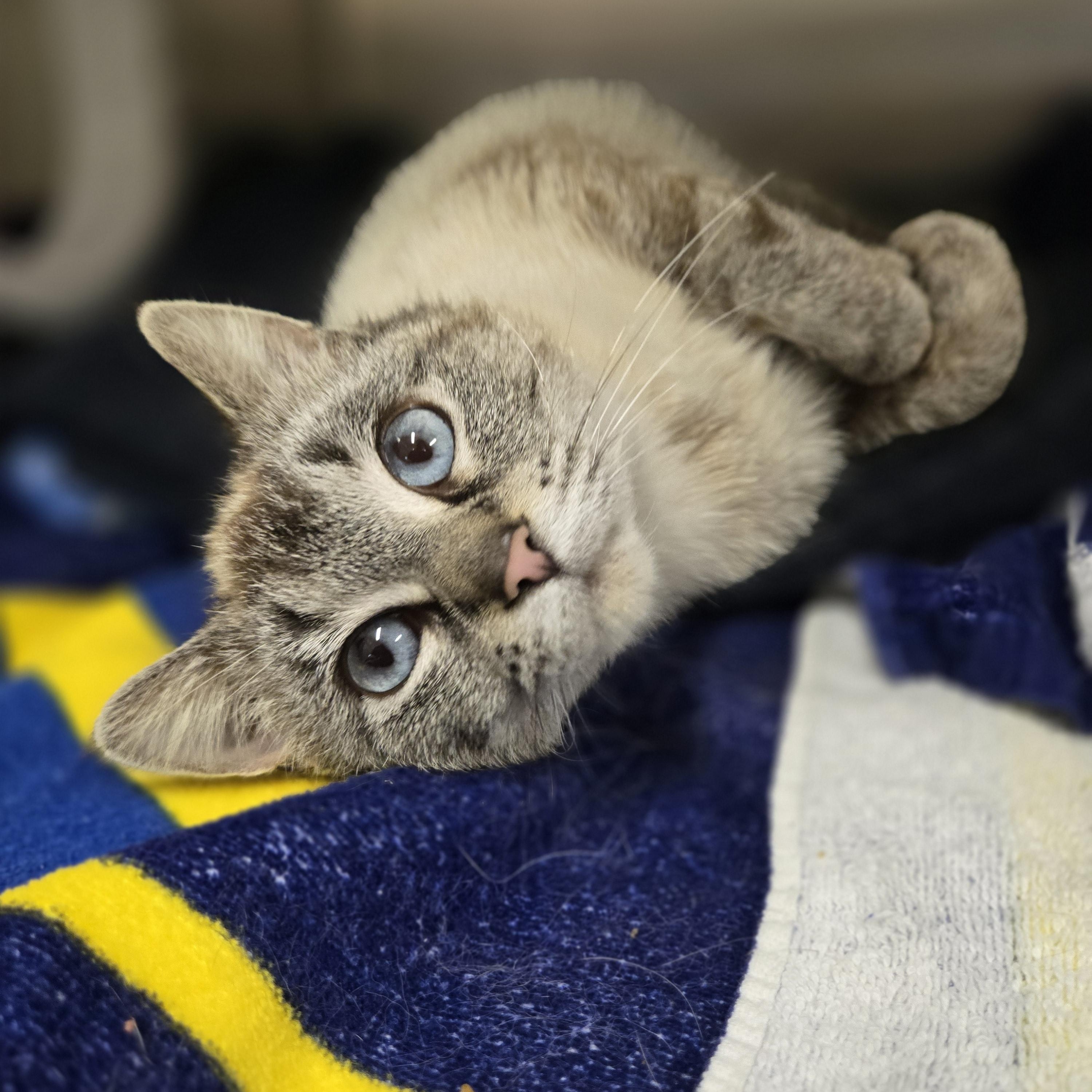 Enlarge Sapphire, an adopted mixed breed in Bowmanville, ON image 3/3