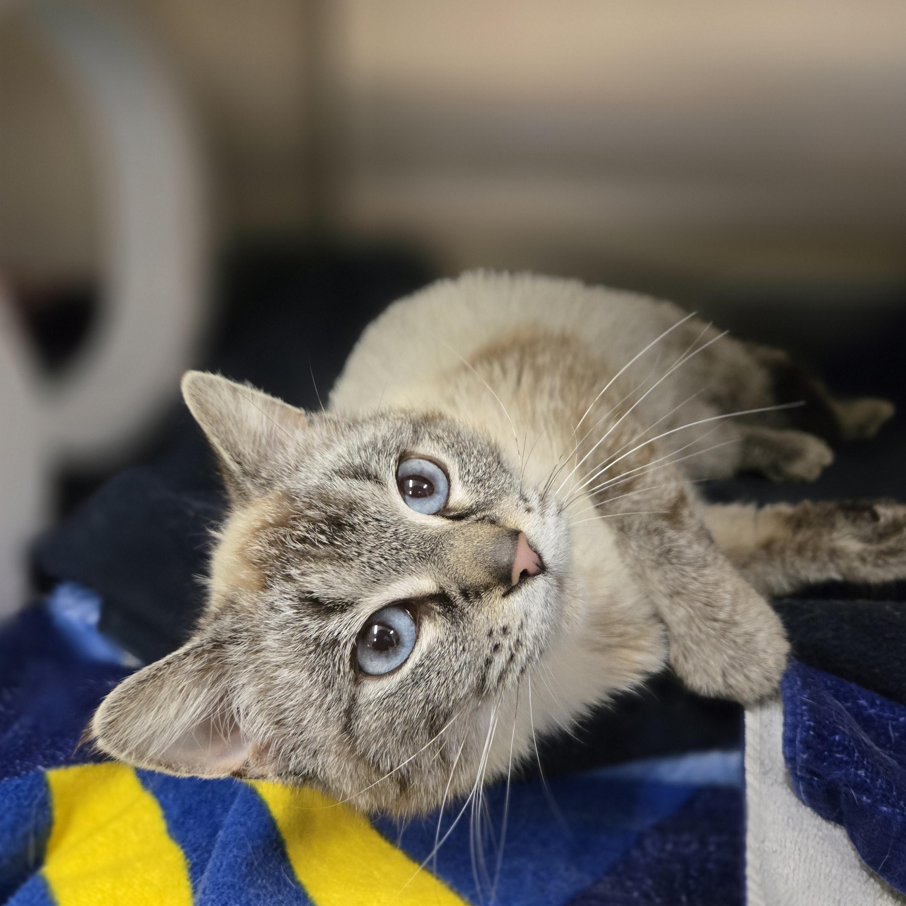 Enlarge Sapphire, an adopted mixed breed in Bowmanville, ON image 2/3