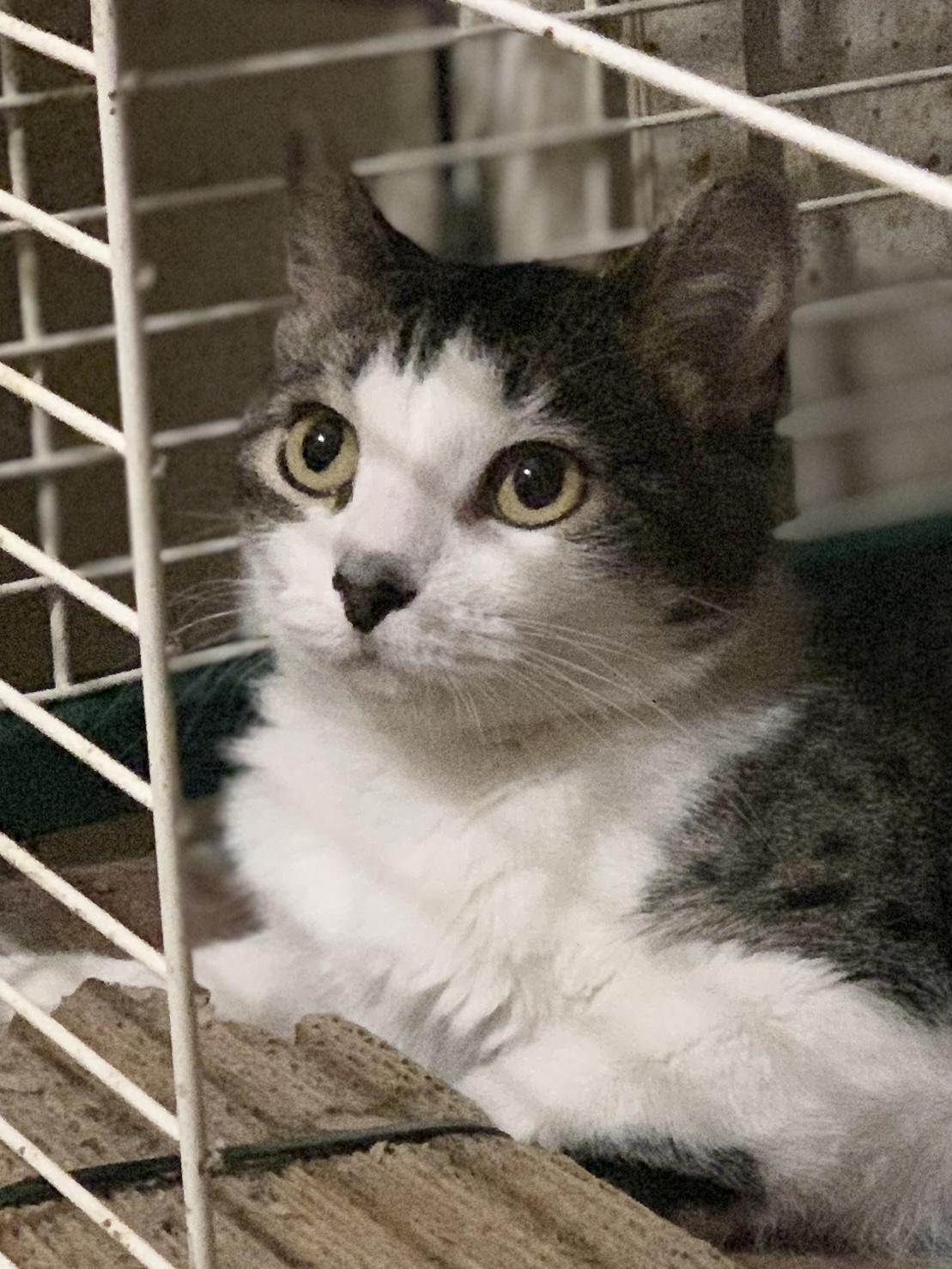 SOPHIE, a Adoptable Domestic Short Hair in Panora, IA image 2/5