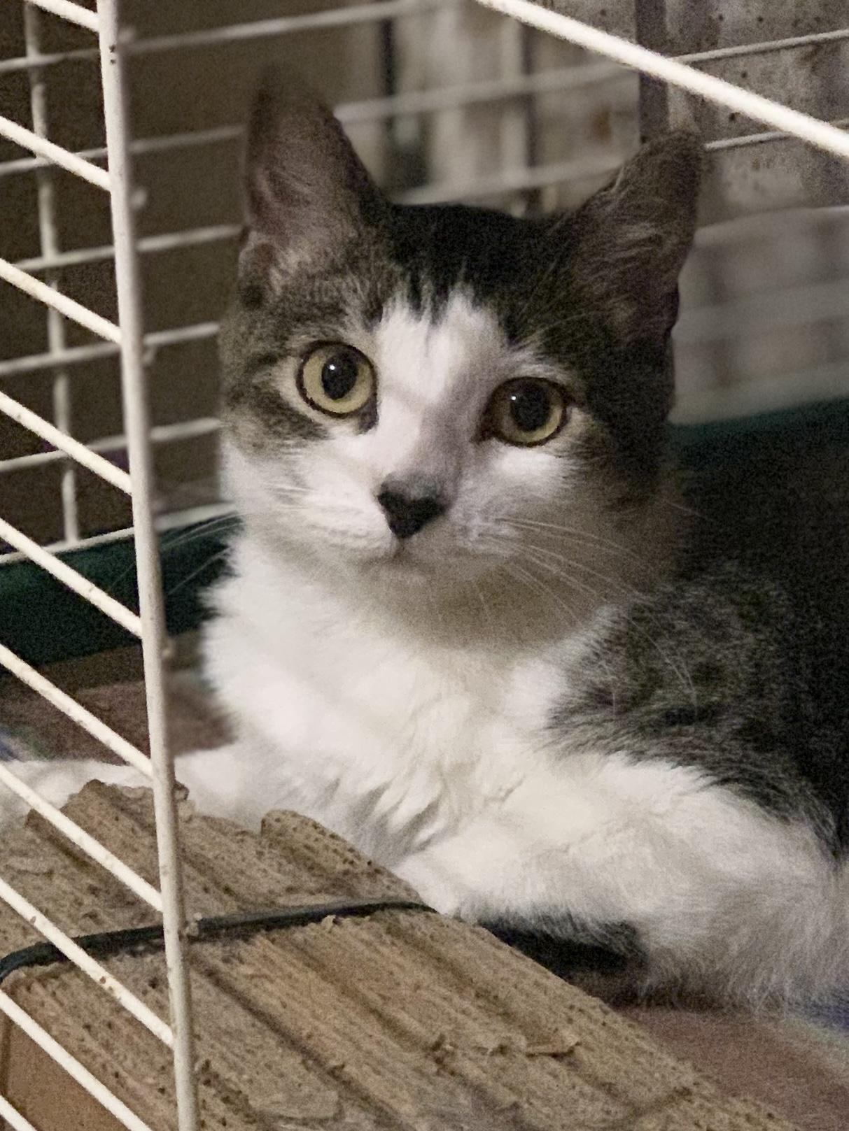 SOPHIE, a Adoptable Domestic Short Hair in Panora, IA image 5/5