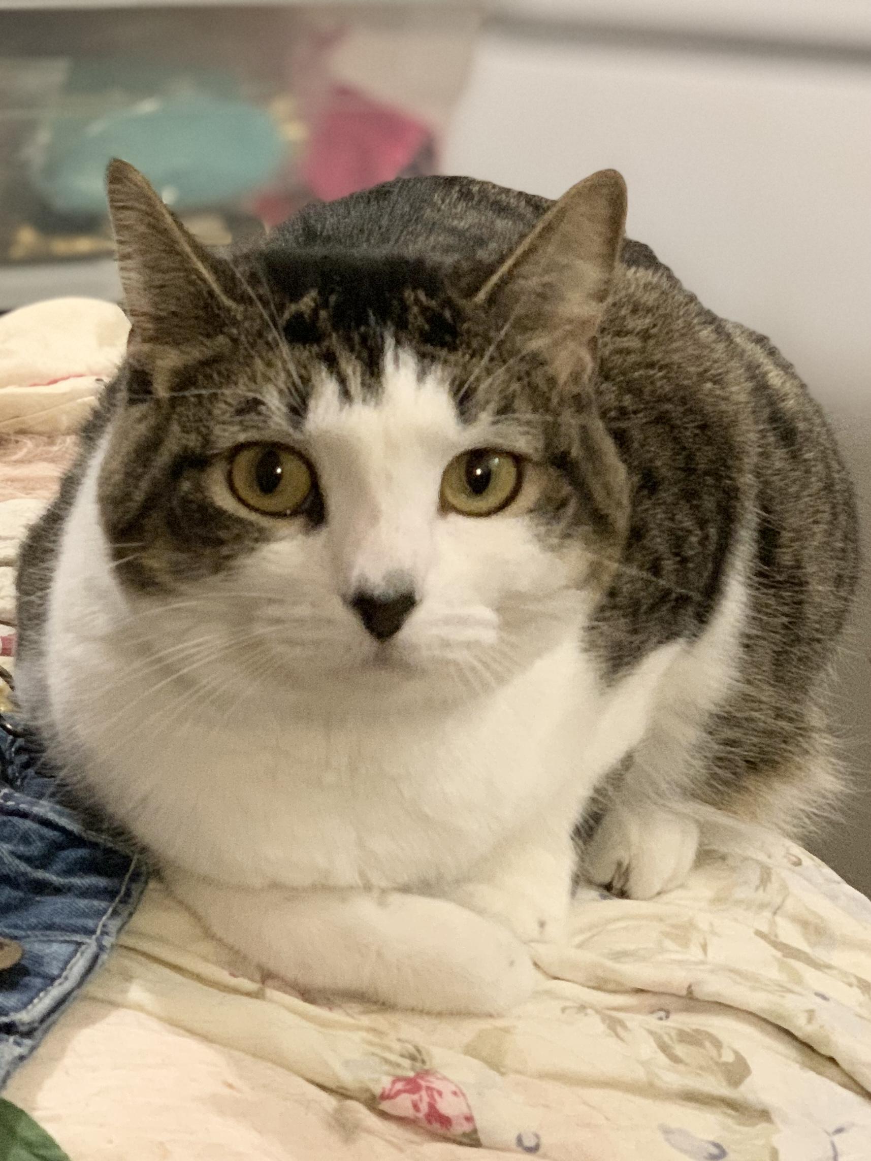 SOPHIE, Adoptable, Young Female Domestic Short Hair.