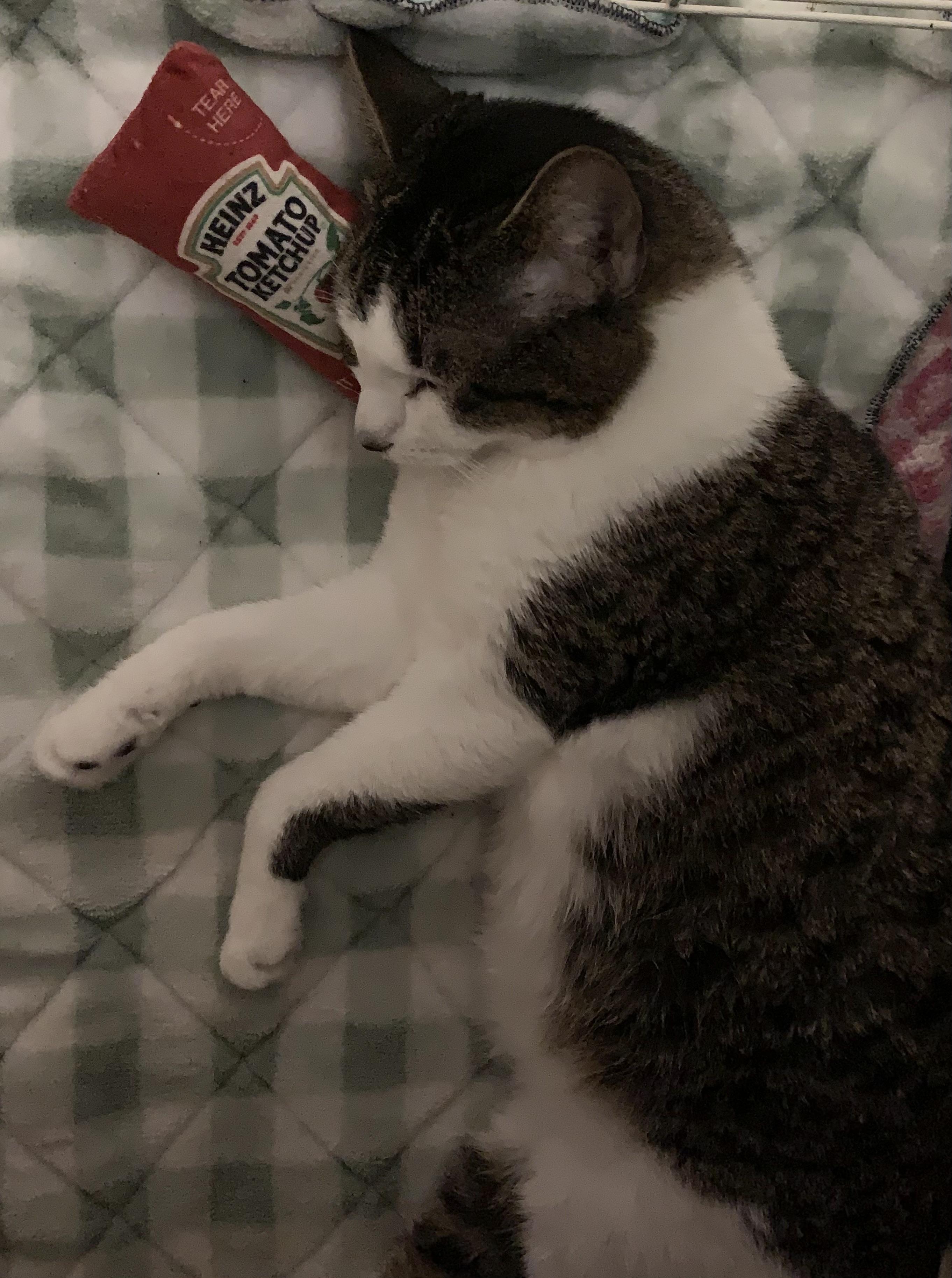 SOPHIE, a Adoptable Domestic Short Hair in Panora, IA image 4/5