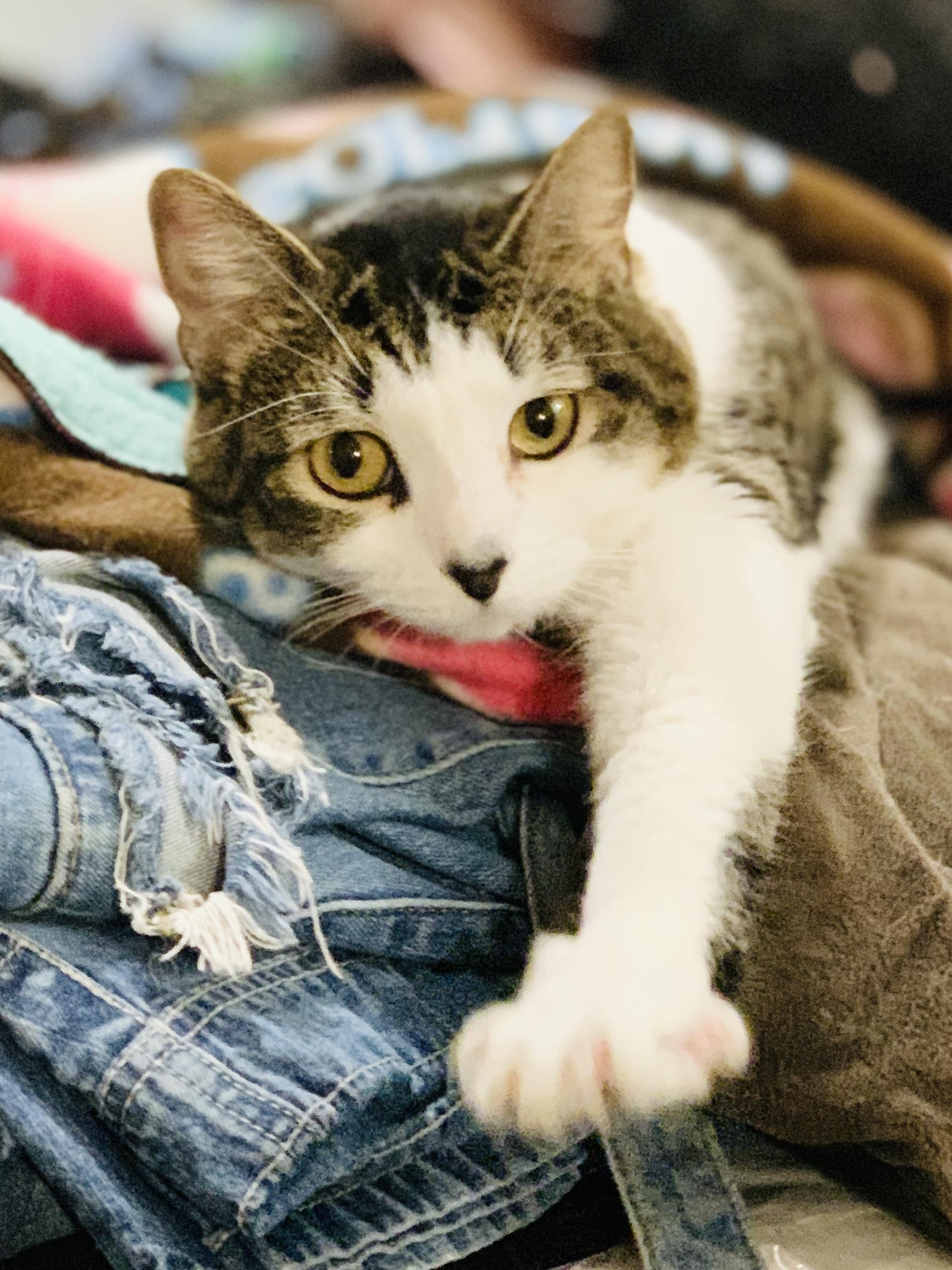 SOPHIE, Adoptable, Young Female Domestic Short Hair.