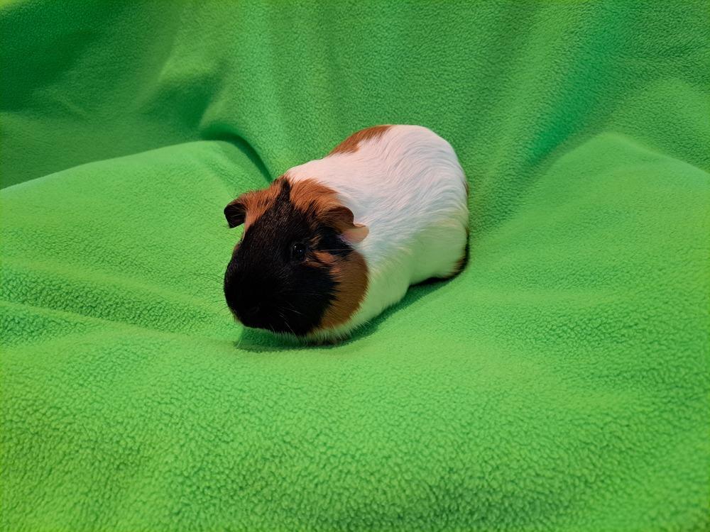 Oscar and Gerald, Adoptable, Adult Male Guinea Pig & Guinea Pig.