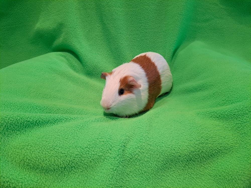 Enlarge Oscar and Gerald, a Adoptable mixed breed in South Bend, IN image 2/5