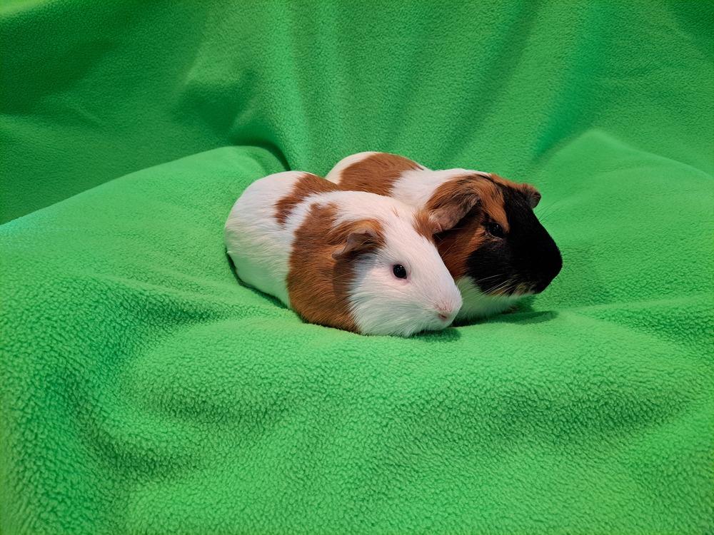 Enlarge Oscar and Gerald, a Adoptable mixed breed in South Bend, IN image 3/5