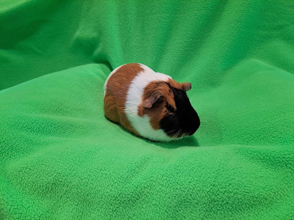 Enlarge Oscar and Gerald, a Adoptable mixed breed in South Bend, IN image 4/5