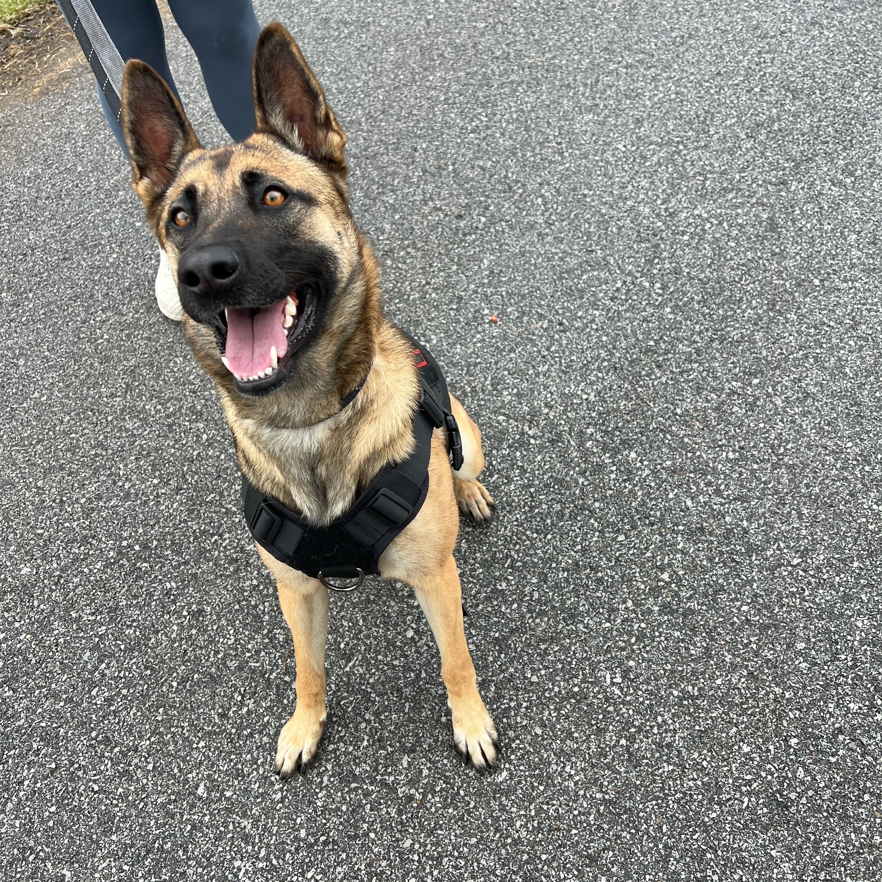Enlarge Sasha, an adopted Belgian Shepherd / Malinois in Schererville, IN image 1/1