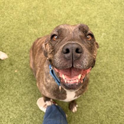 Enlarge Dixie, a Adoptable mixed breed in Merriam, KS image 1/2