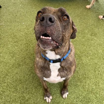 Enlarge Dixie, a Adoptable mixed breed in Merriam, KS image 2/2