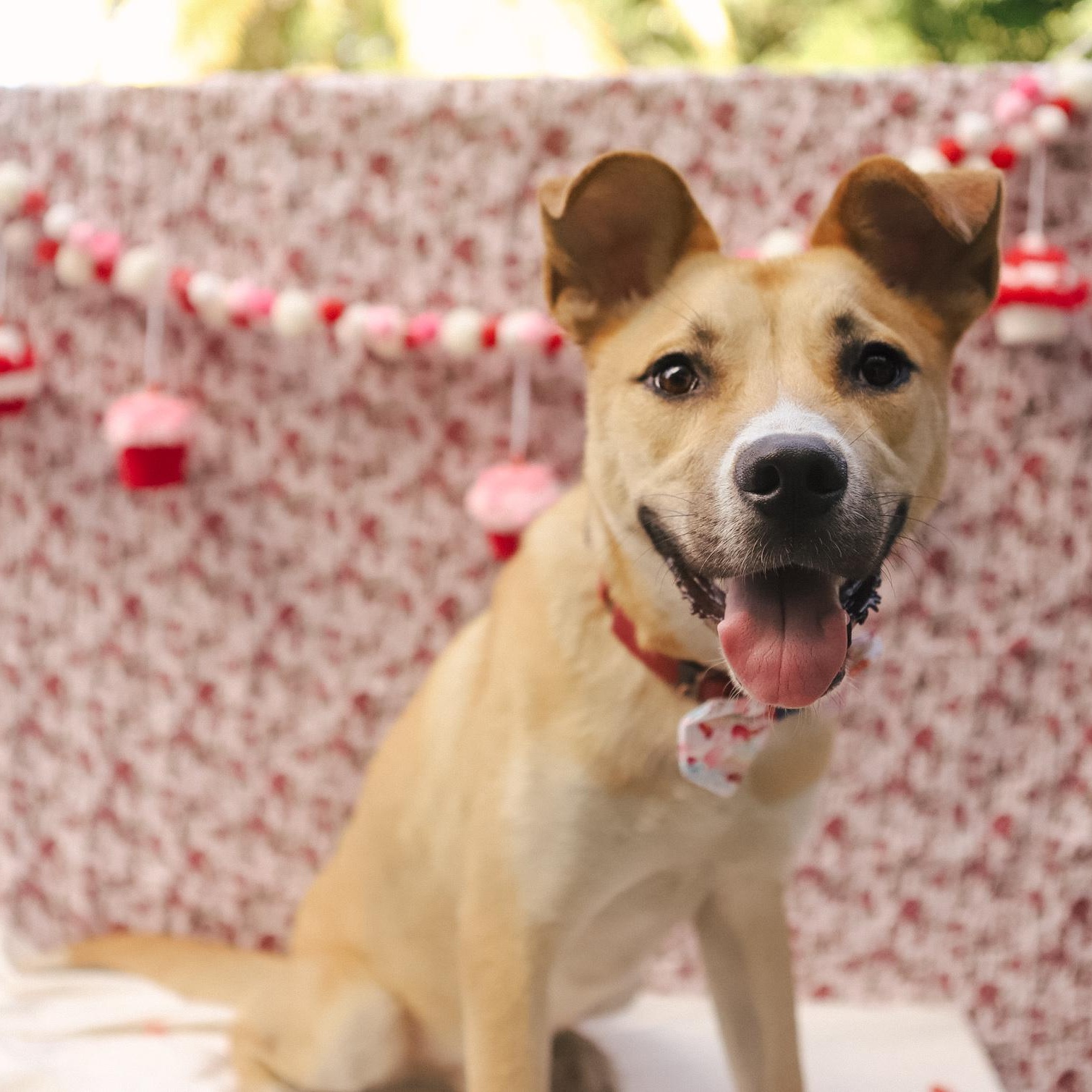 Enlarge Ody, a Adoptable Mixed Breed in San Juan, PR image 2/5