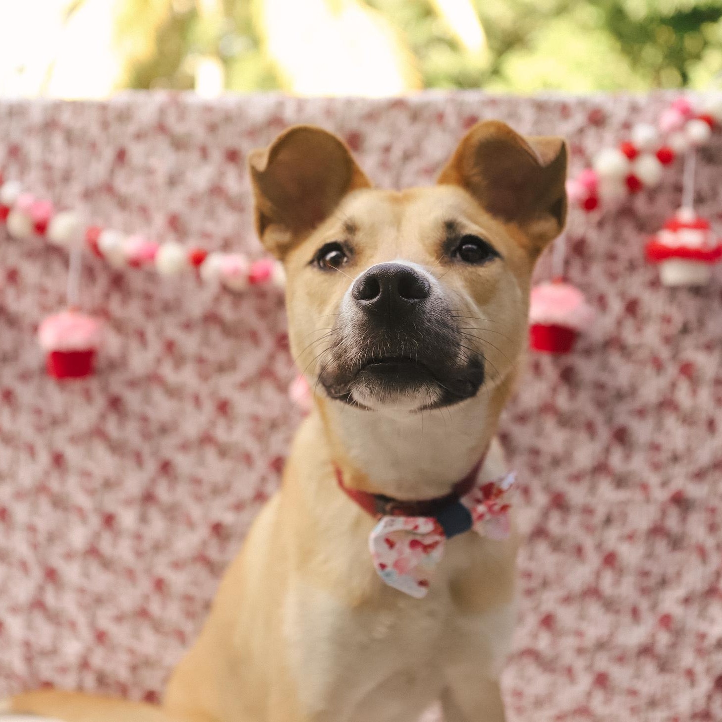 Ody, Adoptable, Young Male Mixed Breed.