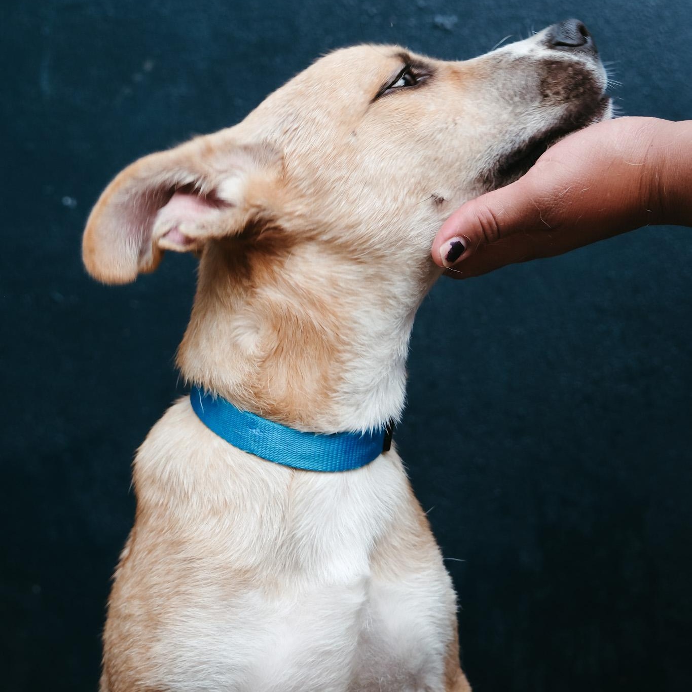 Enlarge Ody, a Adoptable Mixed Breed in San Juan, PR image 2/3