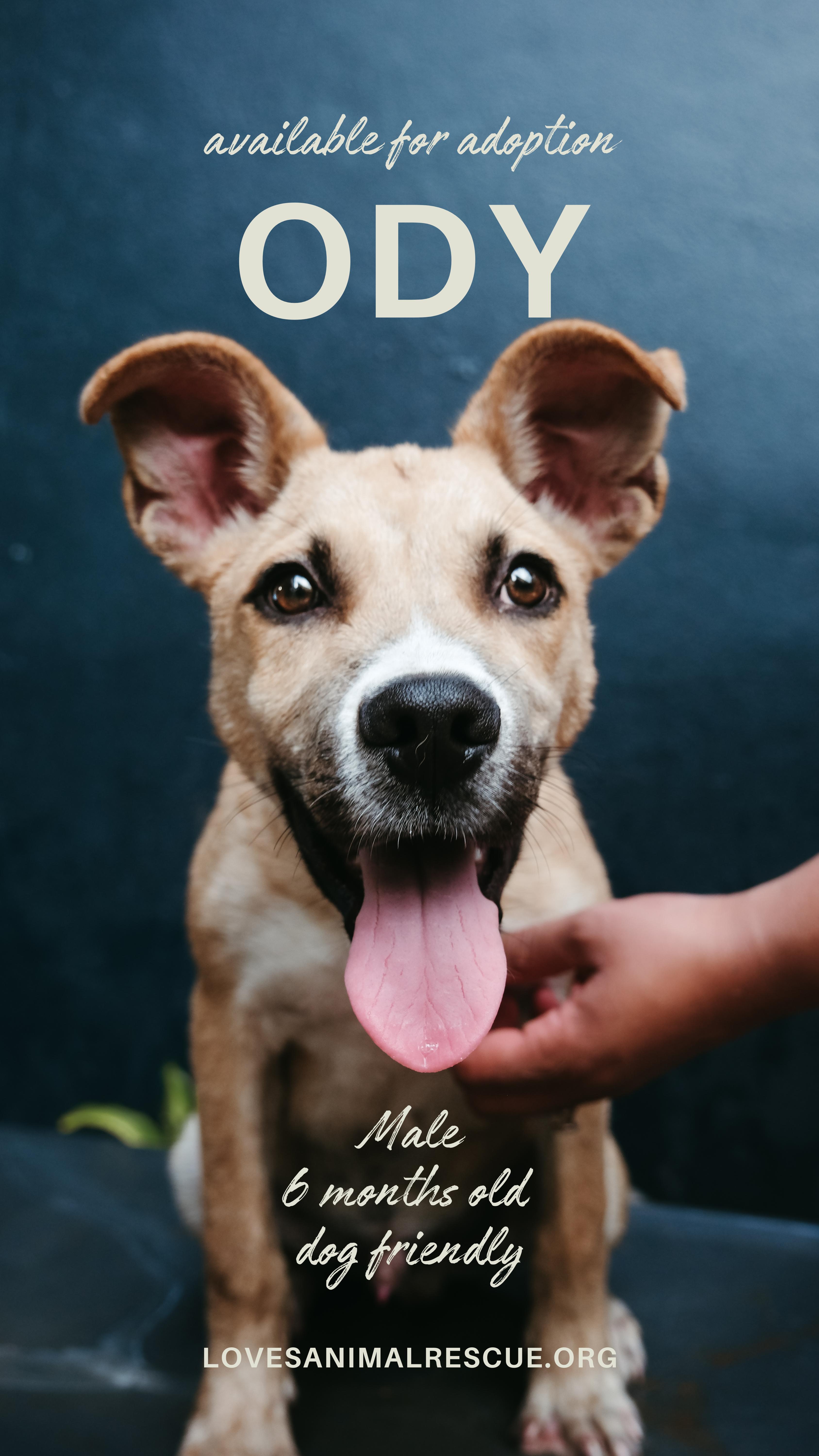 Enlarge Ody, a Adoptable Mixed Breed in San Juan, PR image 1/3