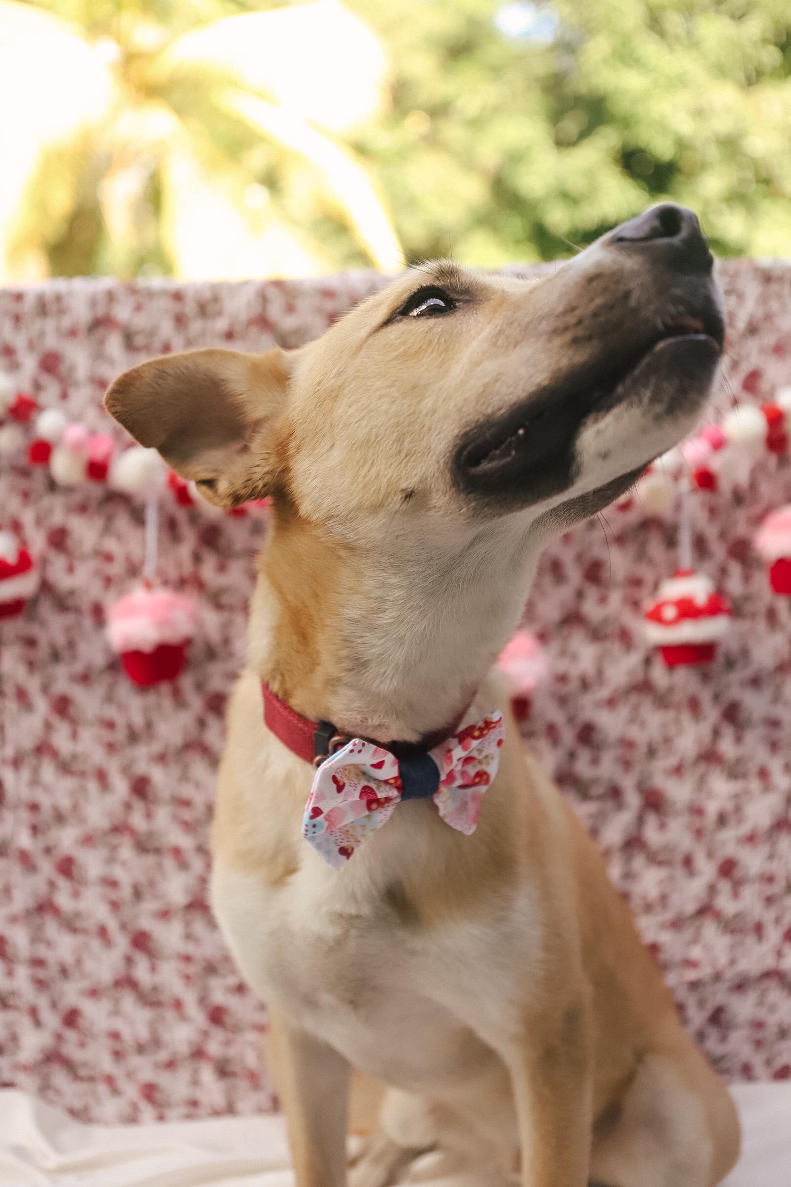 Enlarge Ody, a Adoptable Mixed Breed in San Juan, PR image 3/5