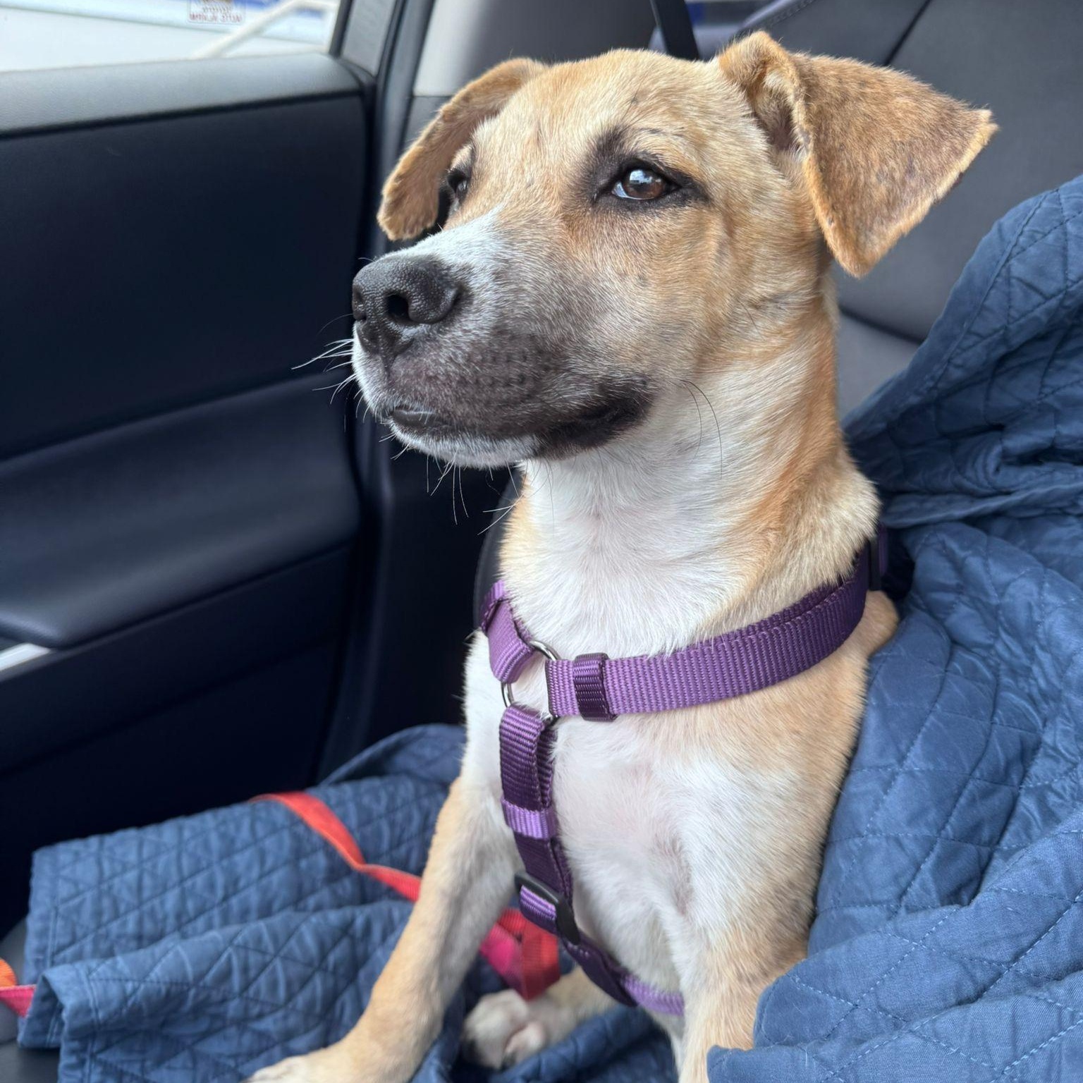 Enlarge Ody, a Adoptable Mixed Breed in San Juan, PR image 3/3