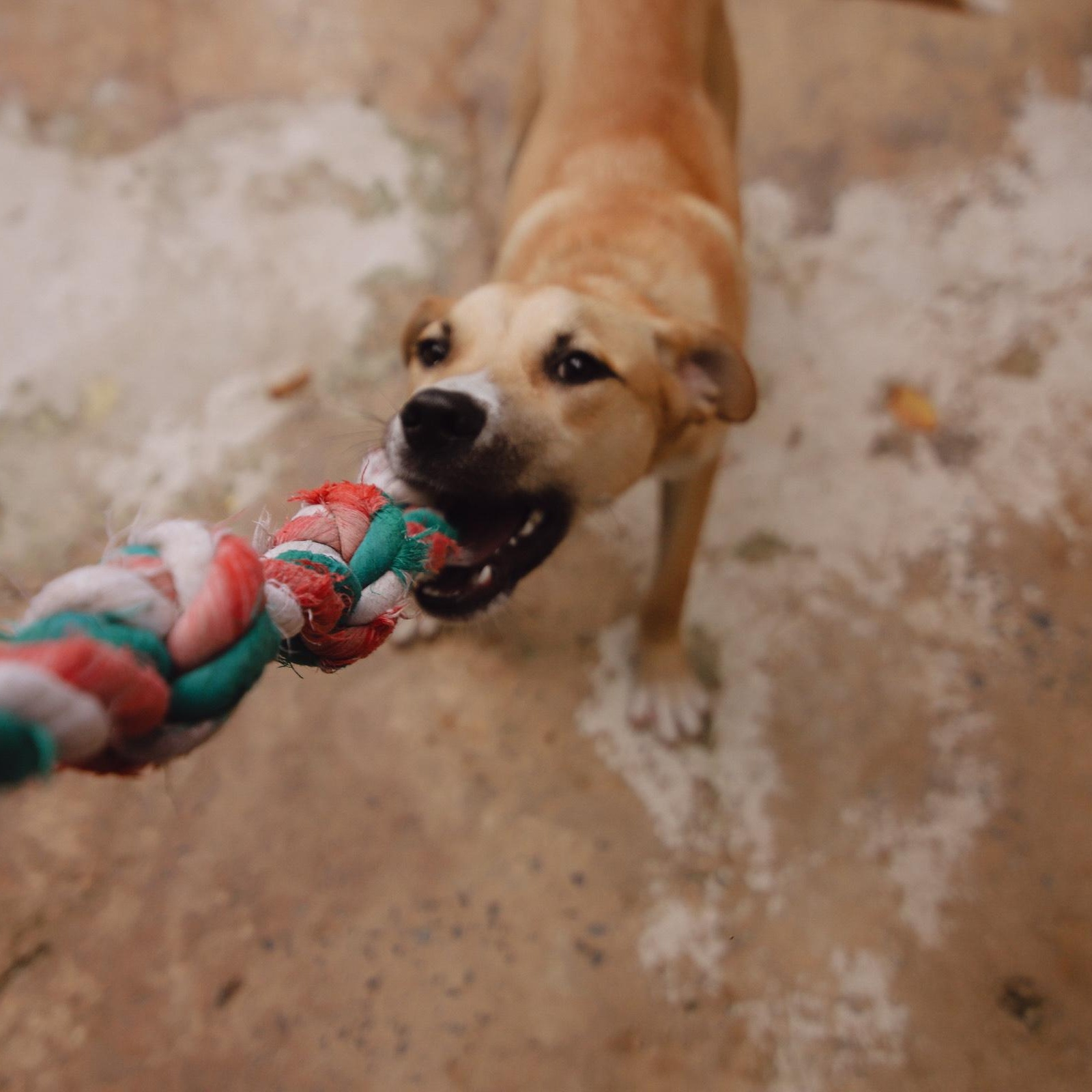 Enlarge Ody, a Adoptable Mixed Breed in San Juan, PR image 4/5