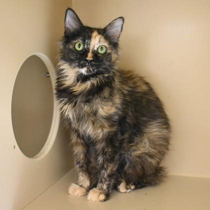 Enlarge Gratuity, an adoptable Domestic Medium Hair in Flagstaff, AZ image 2/4