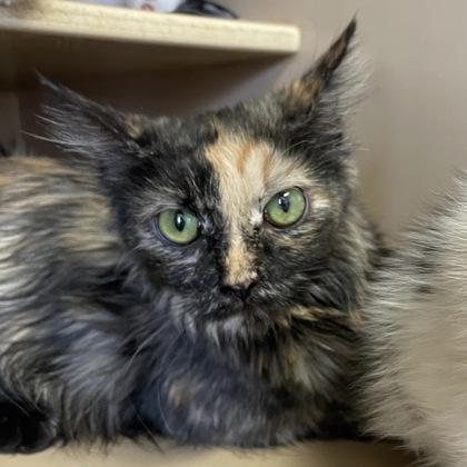 Enlarge Gratuity, an adoptable Domestic Medium Hair in Flagstaff, AZ image 1/1
