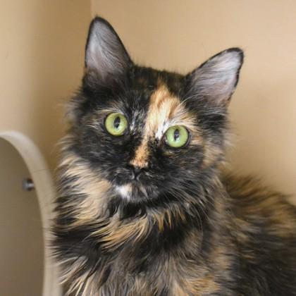 Gratuity, adoptable, Adult Female Domestic Medium Hair.