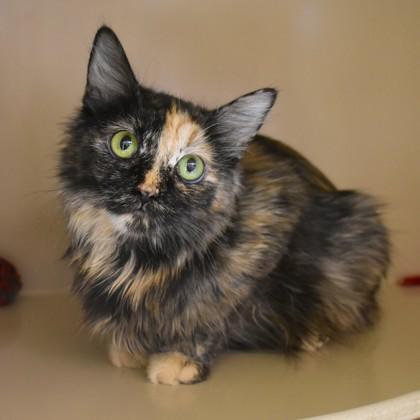 Enlarge Gratuity, an adoptable Domestic Medium Hair in Flagstaff, AZ image 3/4