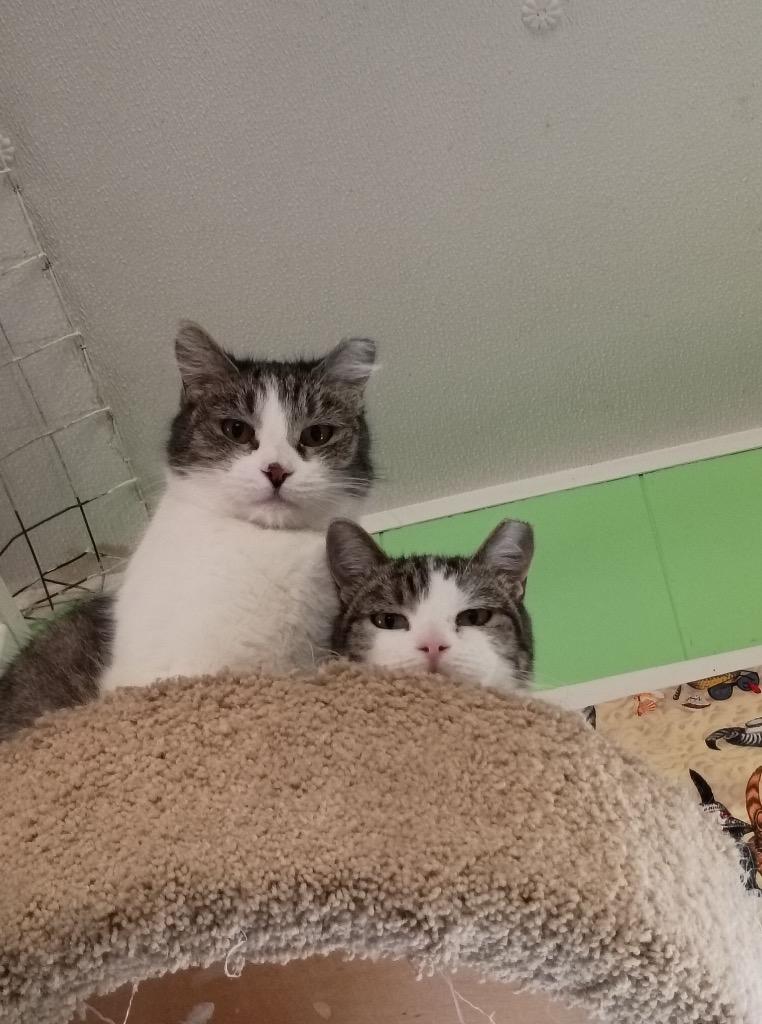 Autumn, Adoptable, Adult Female Domestic Short Hair.