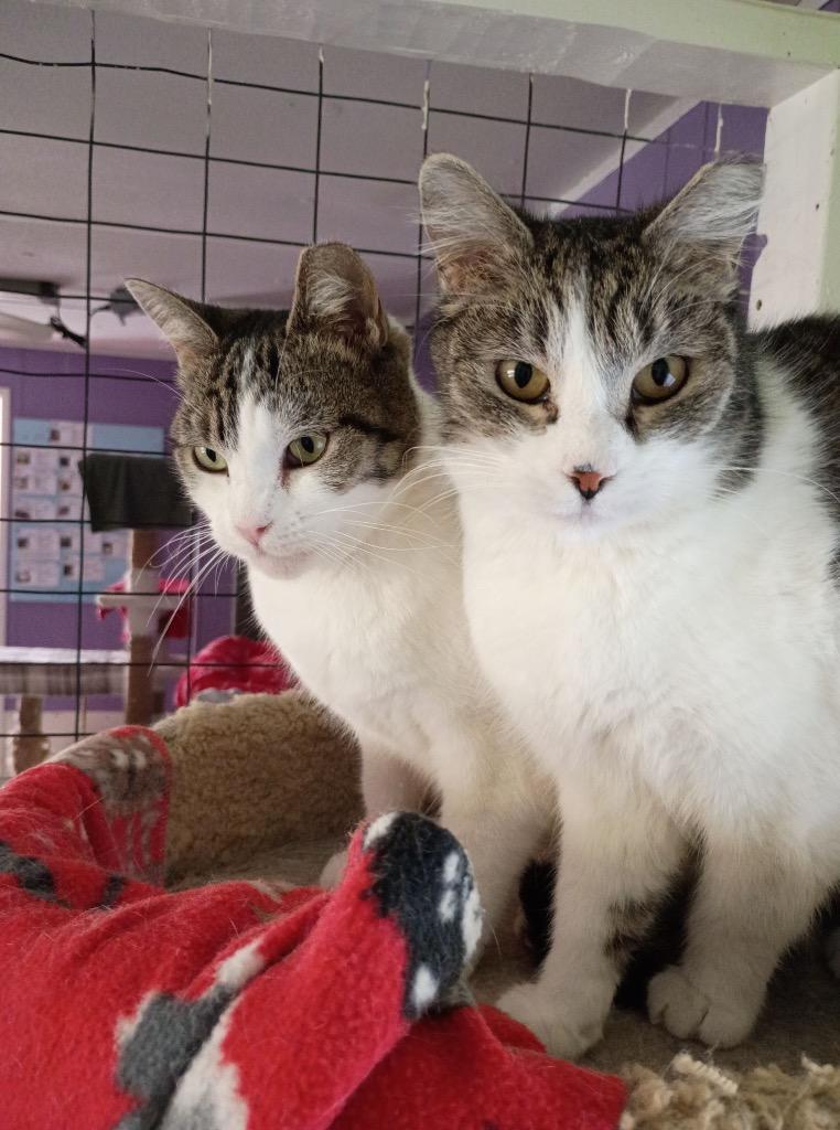 Enlarge Autumn, a Adoptable mixed breed in Ogden, UT image 2/4