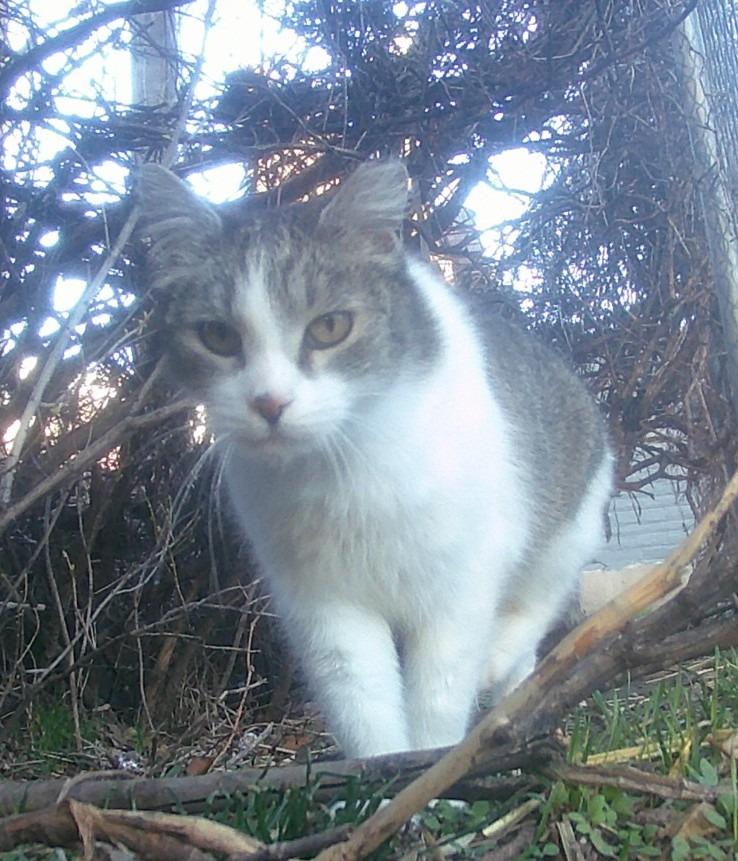 Enlarge Autumn, a Adoptable mixed breed in Ogden, UT image 3/4