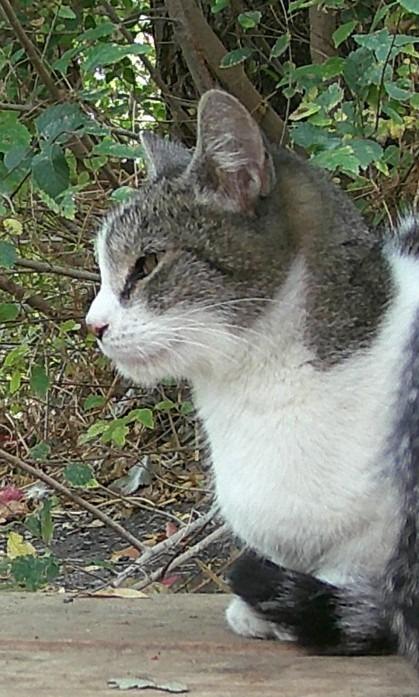 Enlarge Autumn, a Adoptable mixed breed in Ogden, UT image 4/4