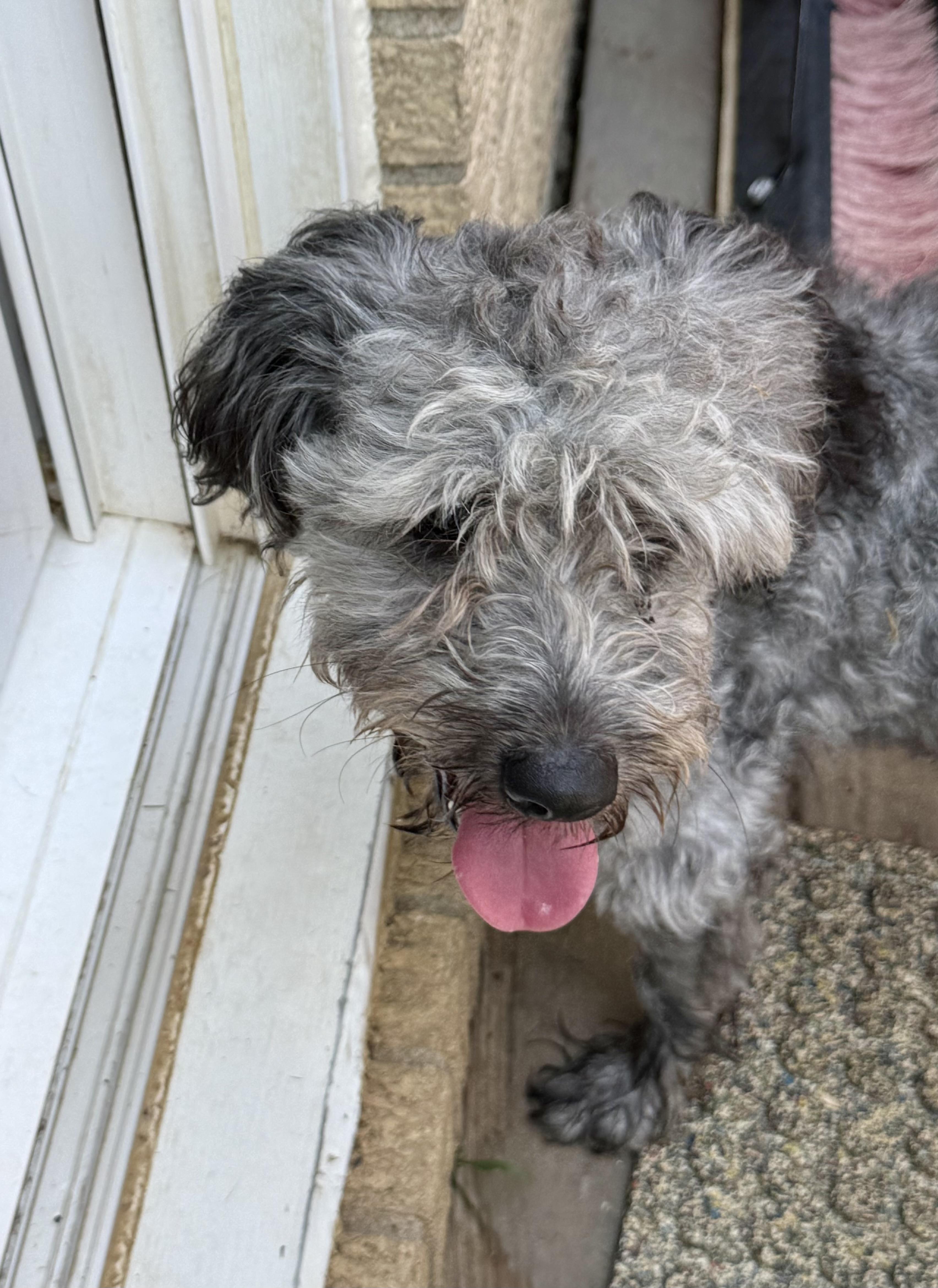 Enlarge Leo, an adopted Schnoodle in Queenstown, MD image 1/1