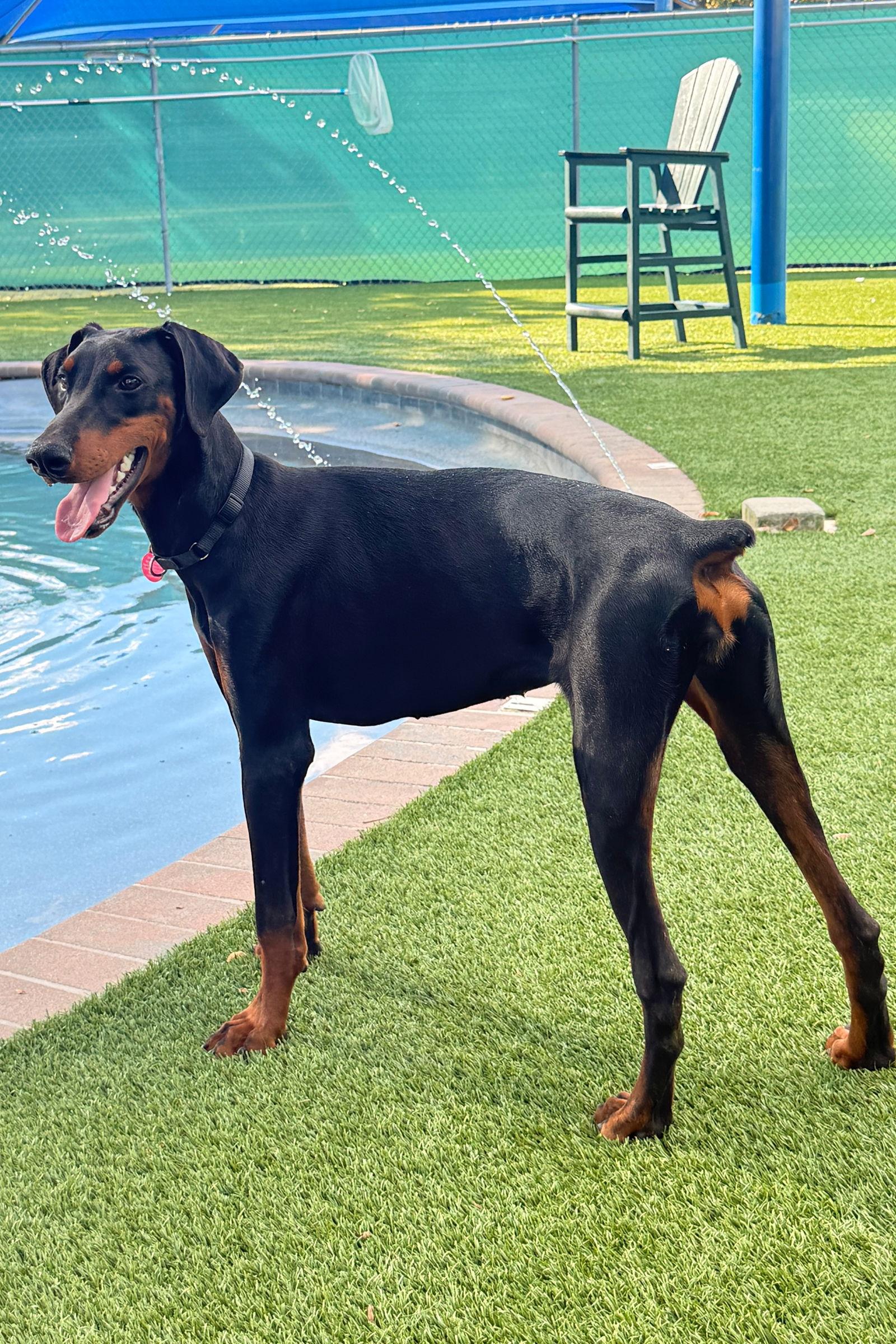 Chanel 3509, Adopted, Young Female Doberman Pinscher.