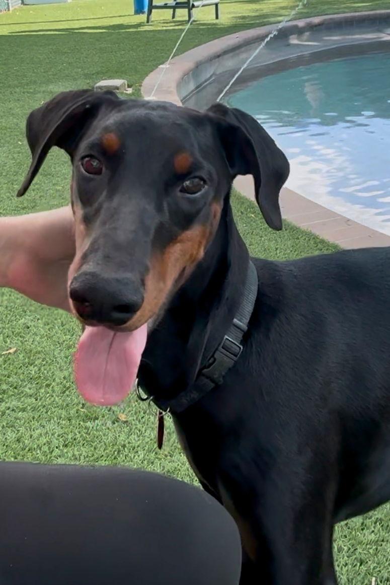 Enlarge Chanel 3509, a Adopted Doberman Pinscher in Oakland Park, FL image 3/3