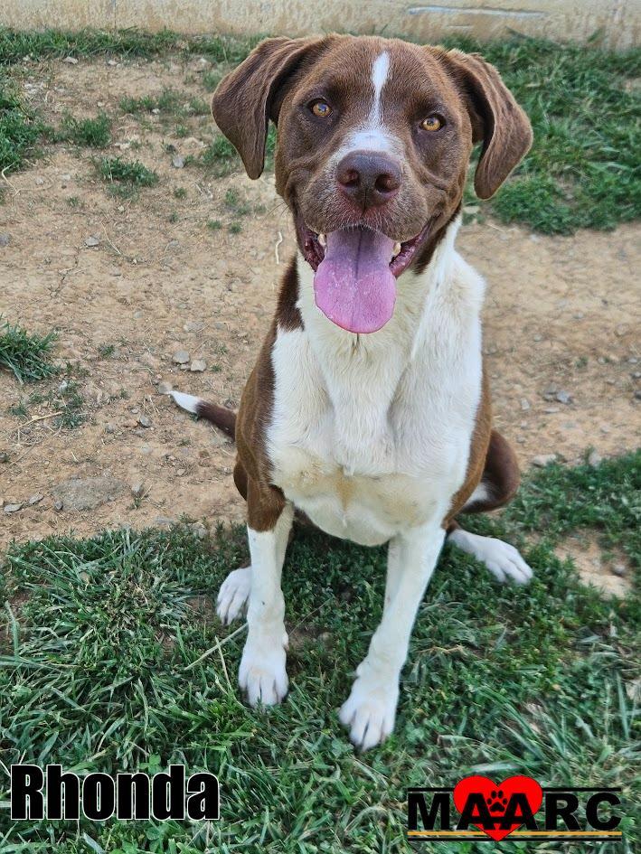 Rhonda, Adoptable, Adult Female Pointer & Labrador Retriever.