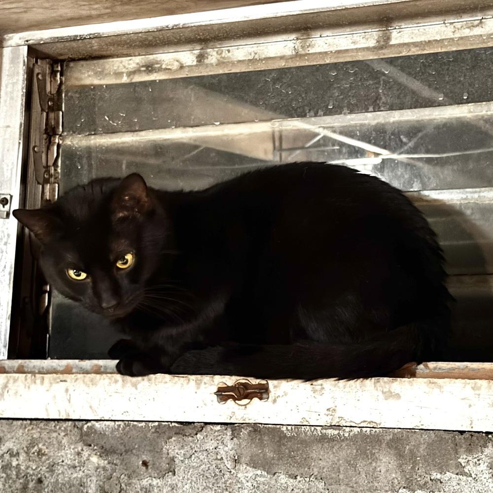 Enlarge Drac, a Adoptable Domestic Short Hair in Patchogue, NY image 1/4