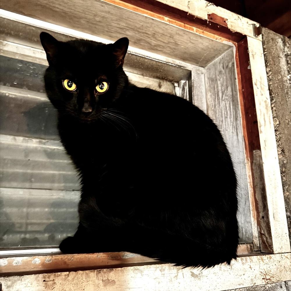 Enlarge Drac, a Adoptable Domestic Short Hair in Patchogue, NY image 4/4