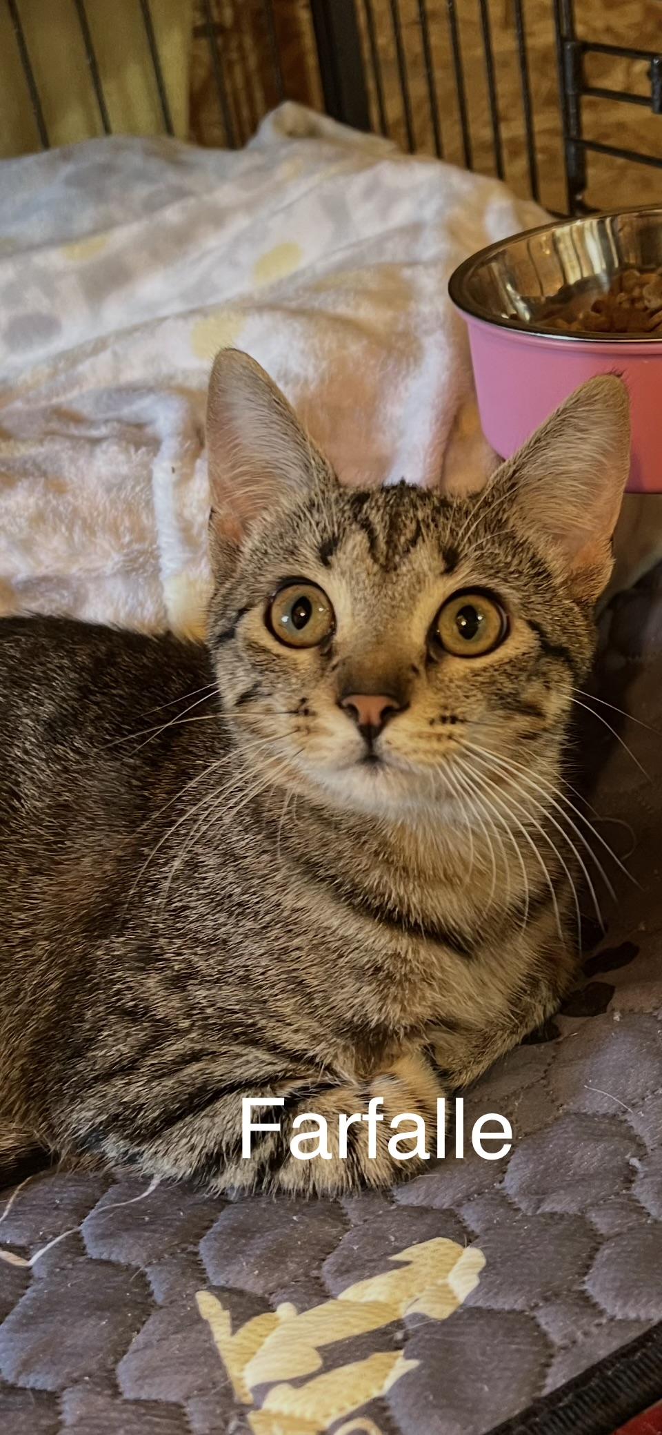 Farfalle, Adoptable, Kitten Female Domestic Short Hair.