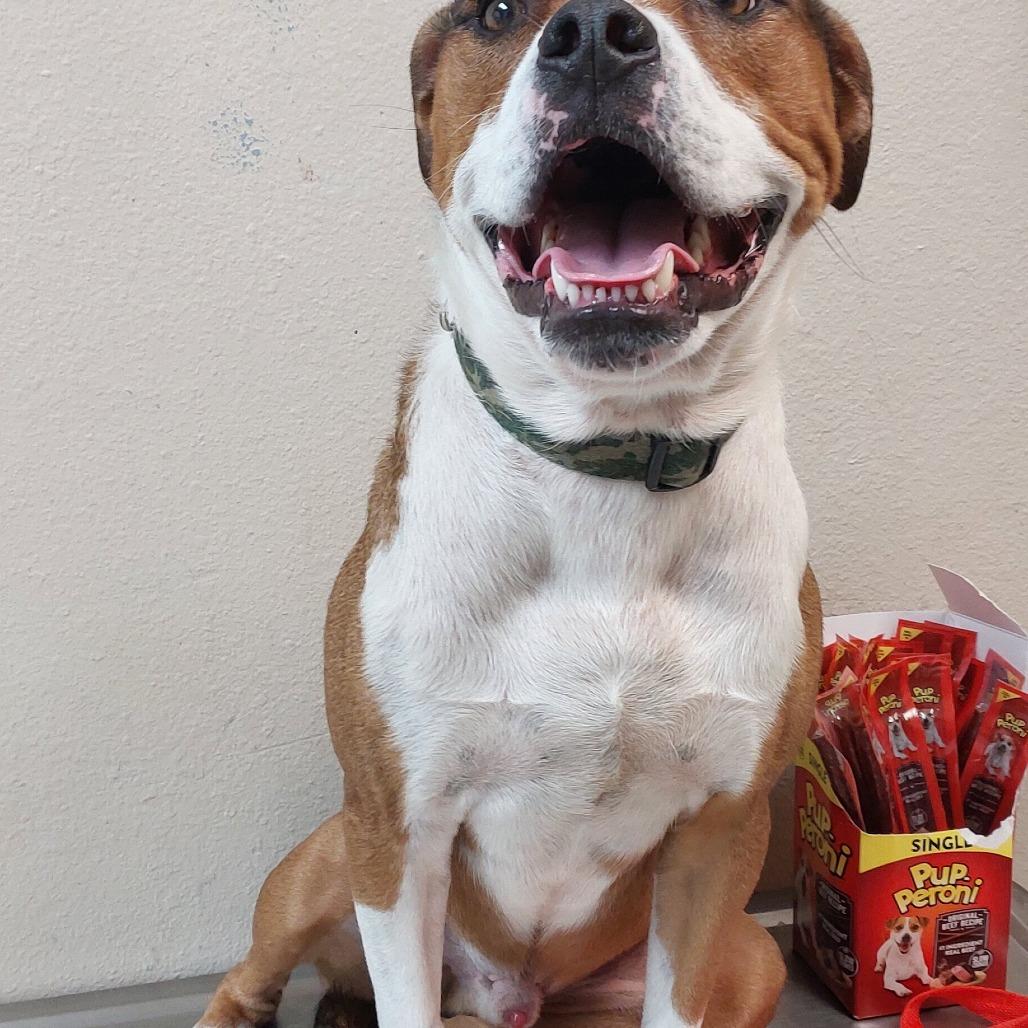 Enlarge Harley, a Adoptable mixed breed in Mocksville, NC image 1/2