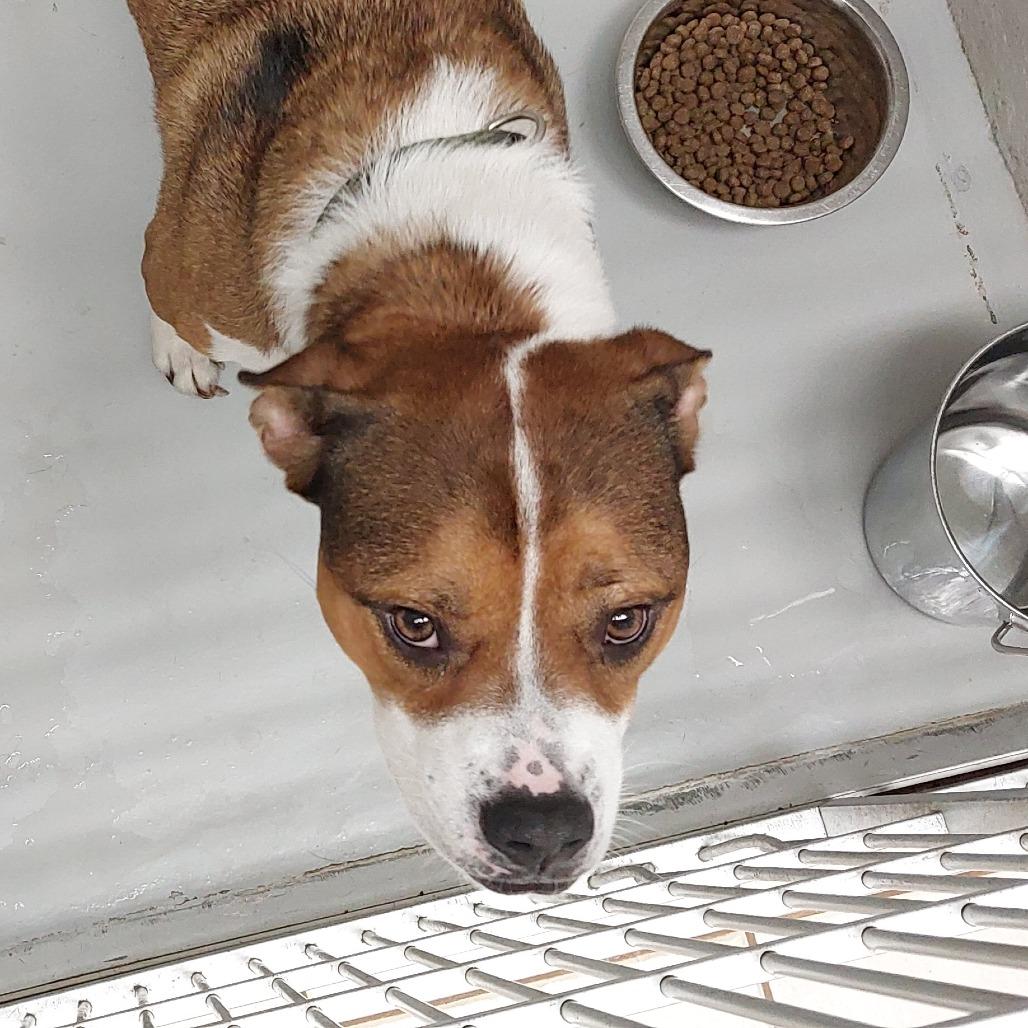Enlarge Harley, a Adoptable mixed breed in Mocksville, NC image 2/2