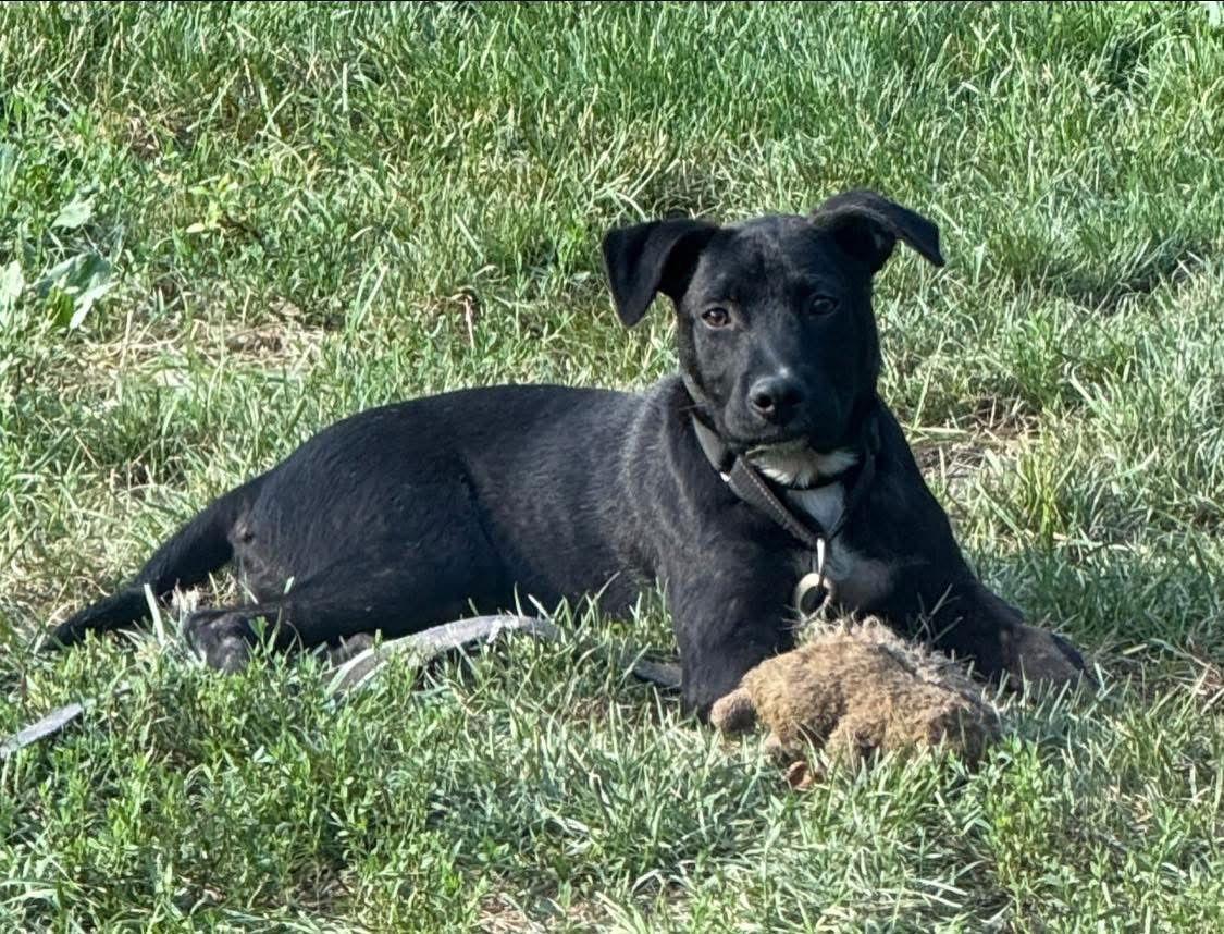 Henry Hawk thumbnail 2