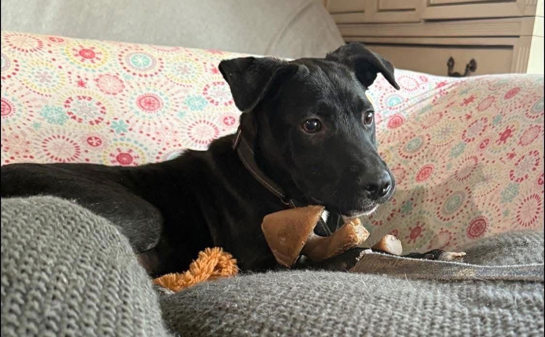 Henry Hawk — thumbnail 2