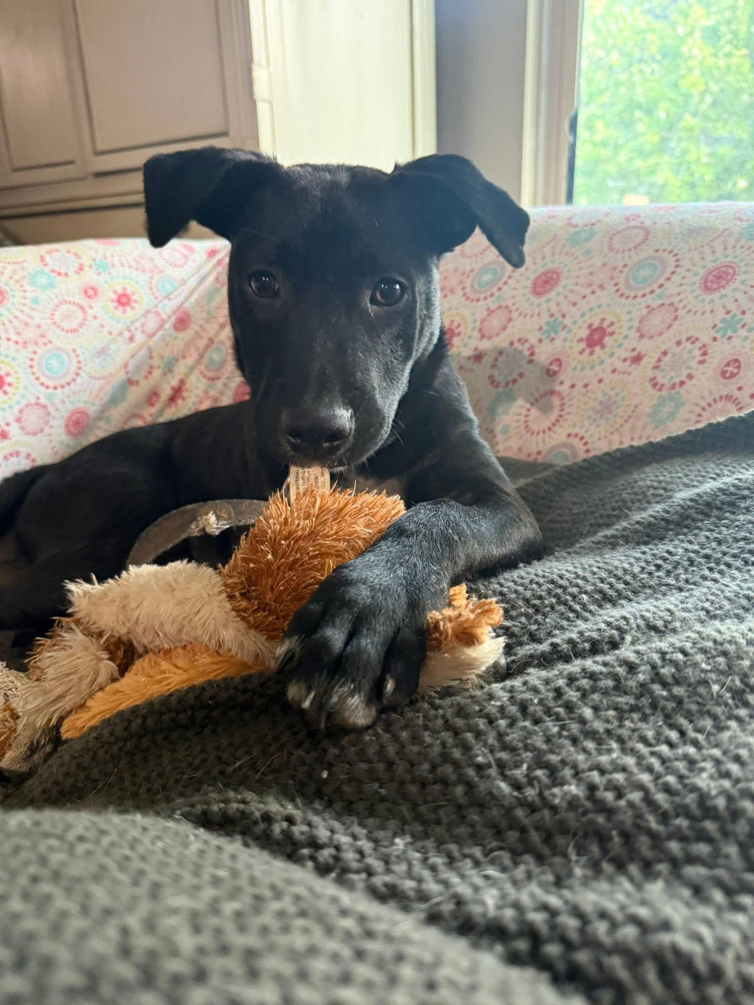 Henry Hawk thumbnail 4