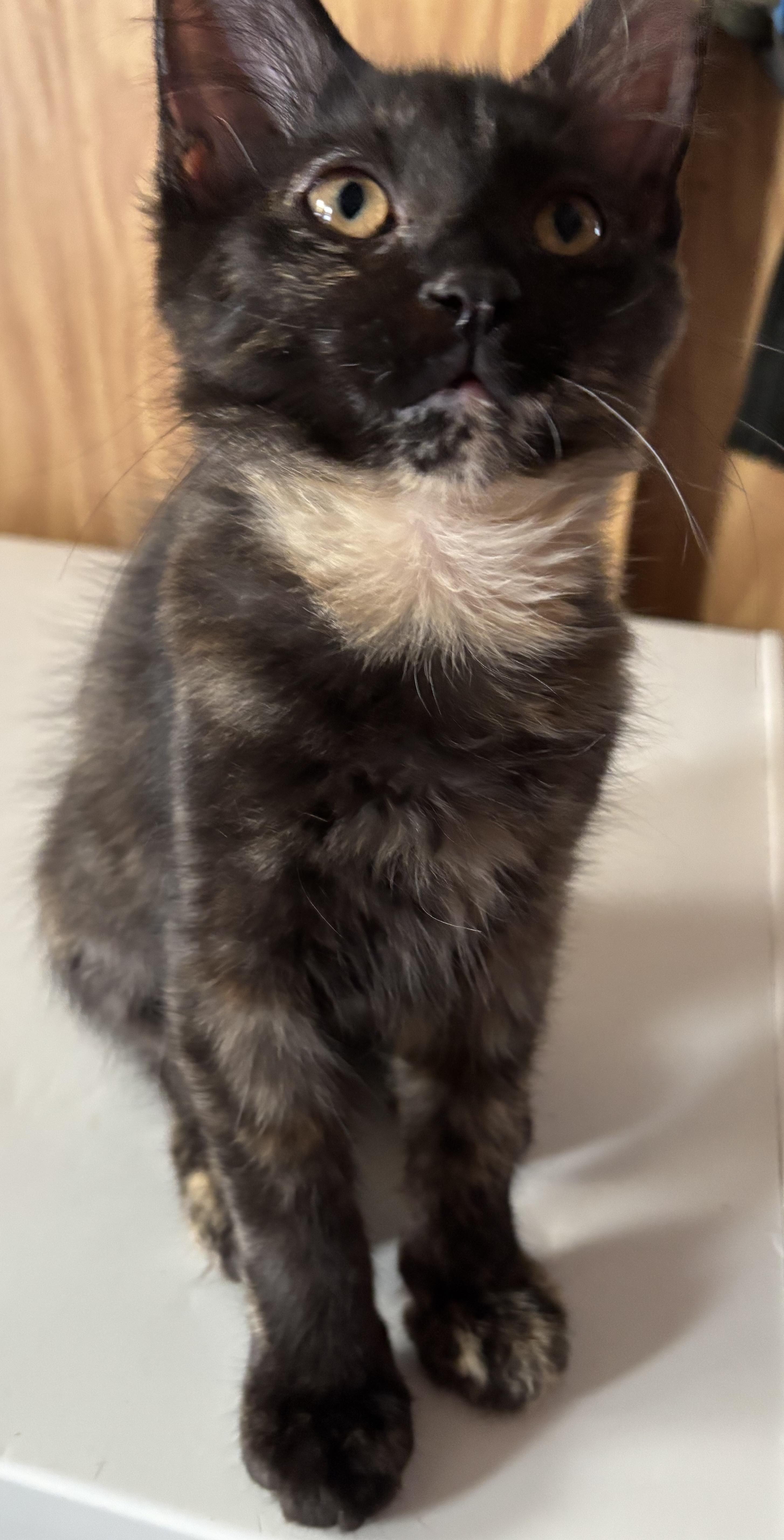 Enlarge Rosie, a ADOPTABLE Tortoiseshell in Independence, OH image 3/3