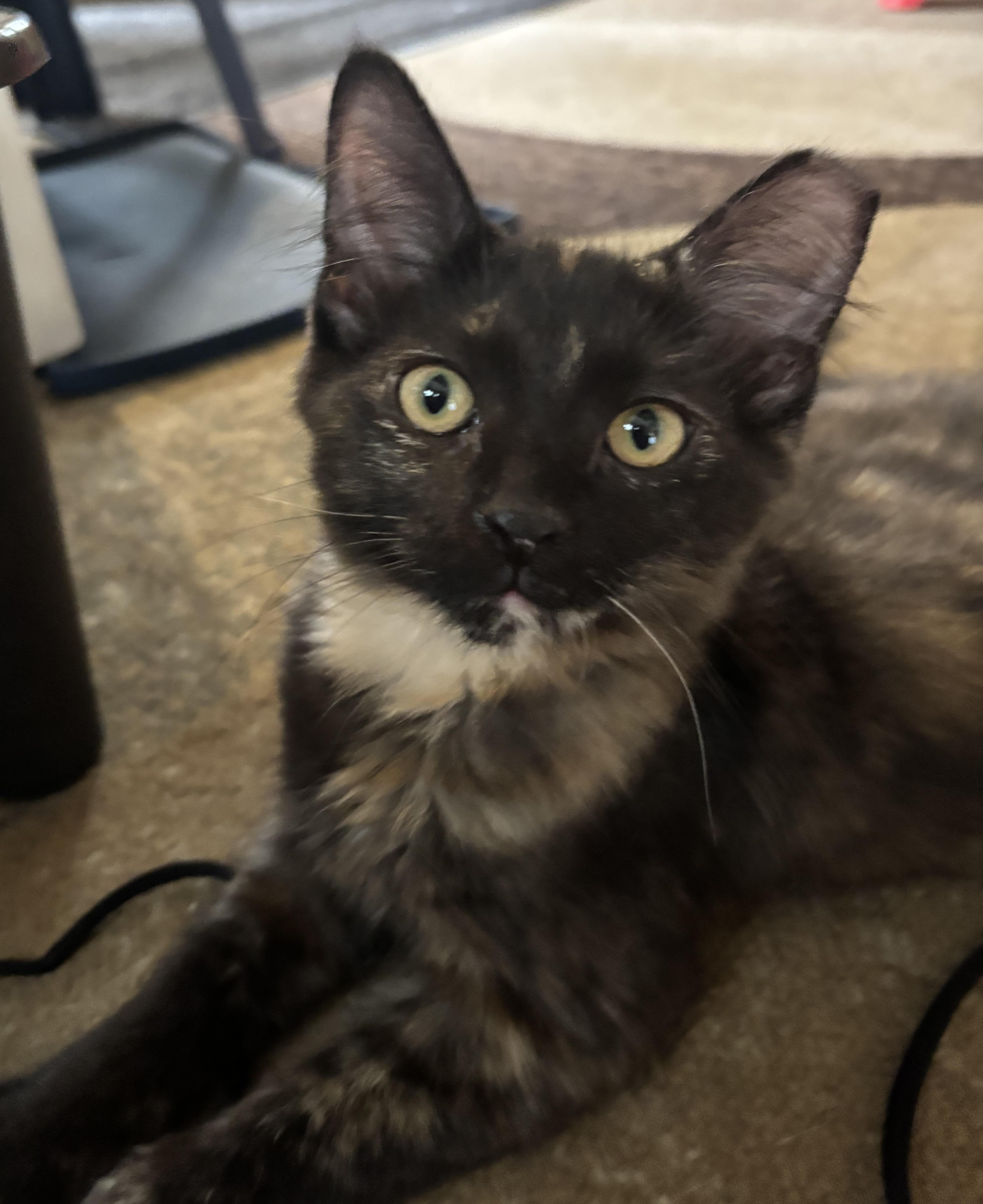 Rosie, ADOPTABLE, Kitten Female Tortoiseshell.